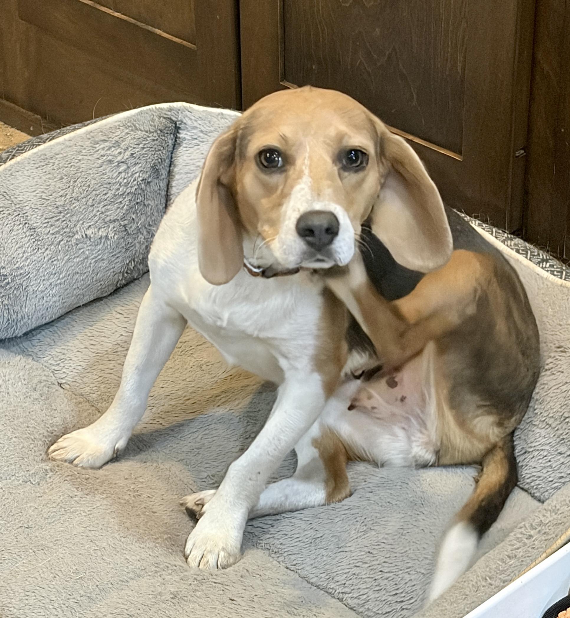 Enlarge Meet Ms. Molly - CWV, an adopted Beagle in Albert Lea, MN image 2/3