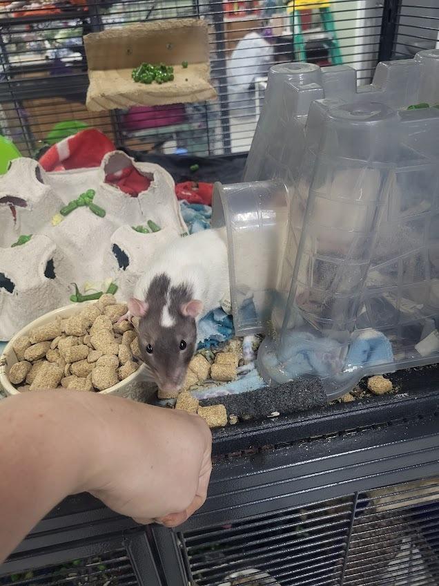 Randy, a Adoptable Rat in CRYSTAL LAKE, IL image 1/6