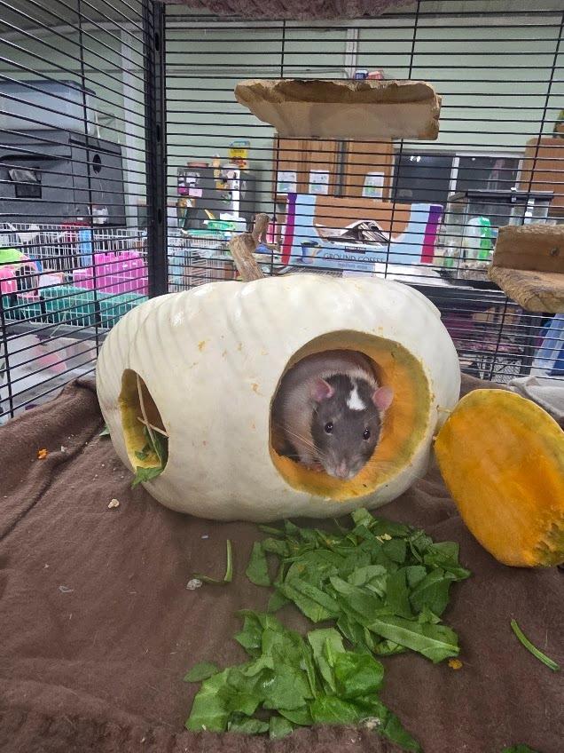 Randy, a Adoptable Rat in CRYSTAL LAKE, IL image 3/6