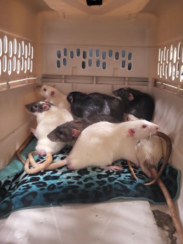 Enlarge Randy, a Adoptable Rat in CRYSTAL LAKE, IL image 2/6