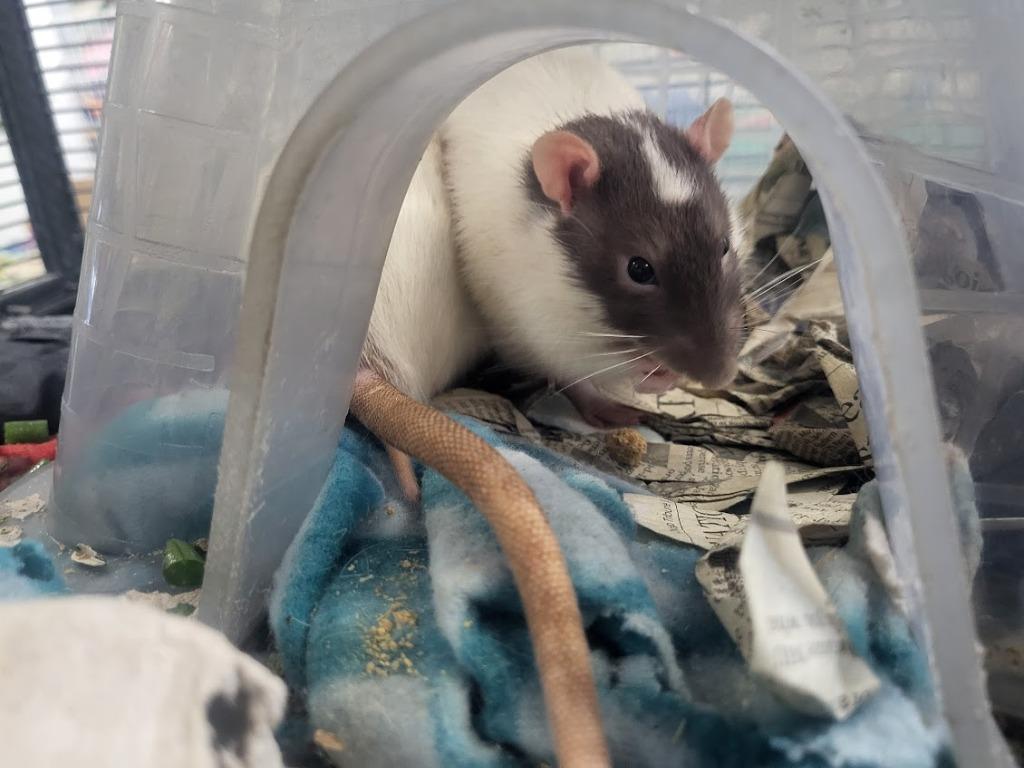 Randy, a Adoptable Rat in CRYSTAL LAKE, IL image 4/6