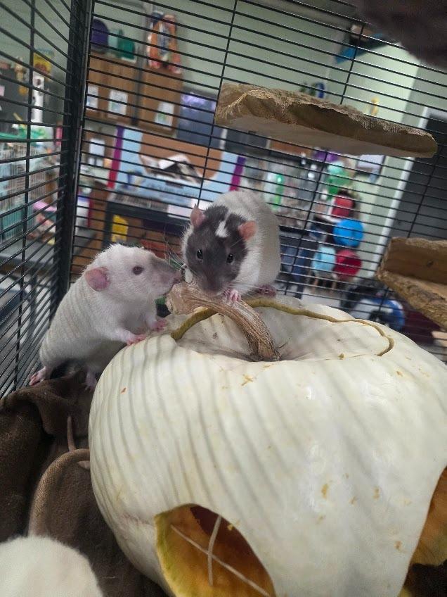 Enlarge Randy, a Adoptable Rat in CRYSTAL LAKE, IL image 3/6