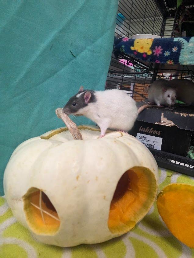 Randy, a Adoptable Rat in CRYSTAL LAKE, IL image 5/6