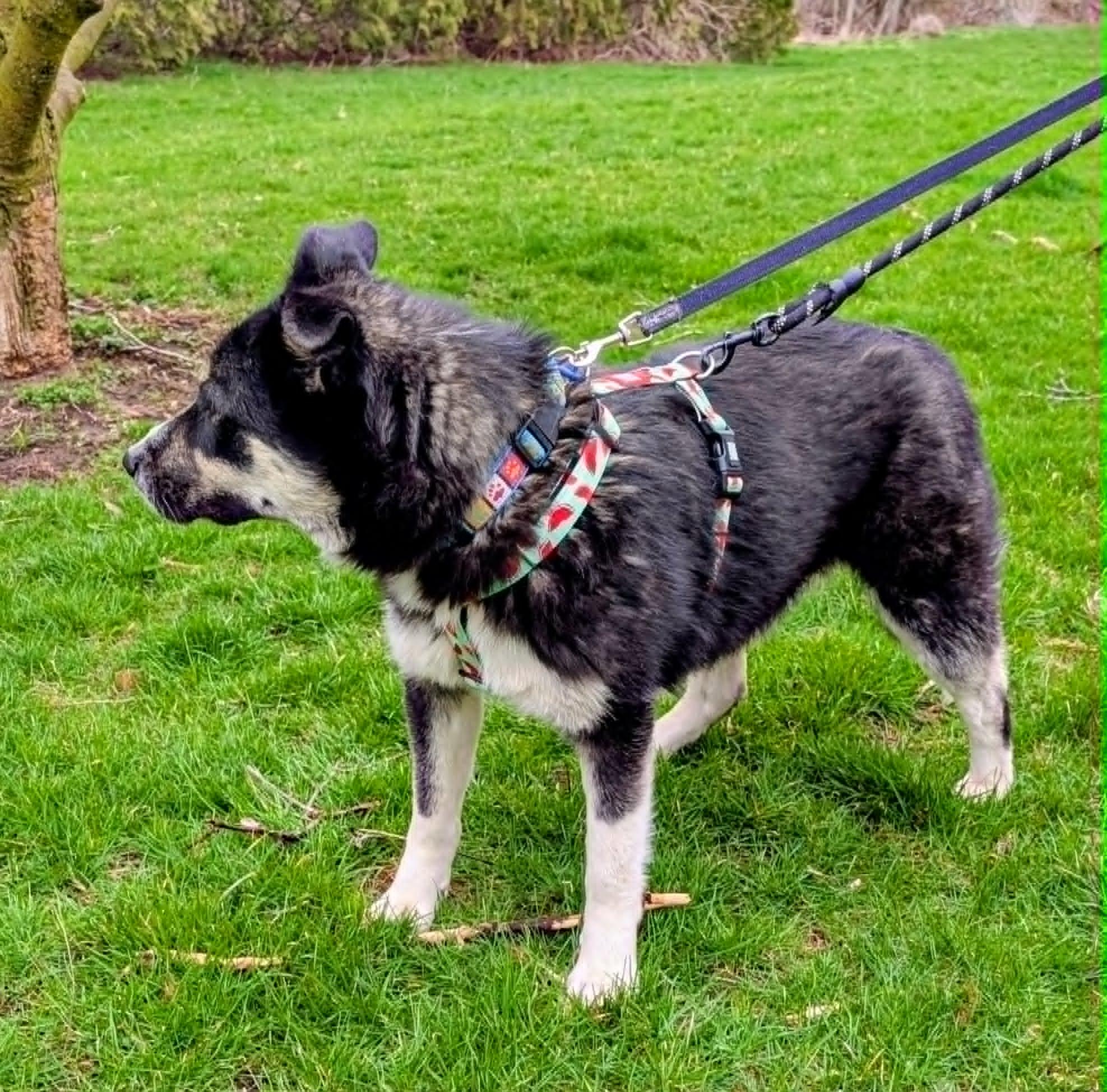 Enlarge Ella, a ADOPTABLE mixed breed in St Catharines, ON image 4/6