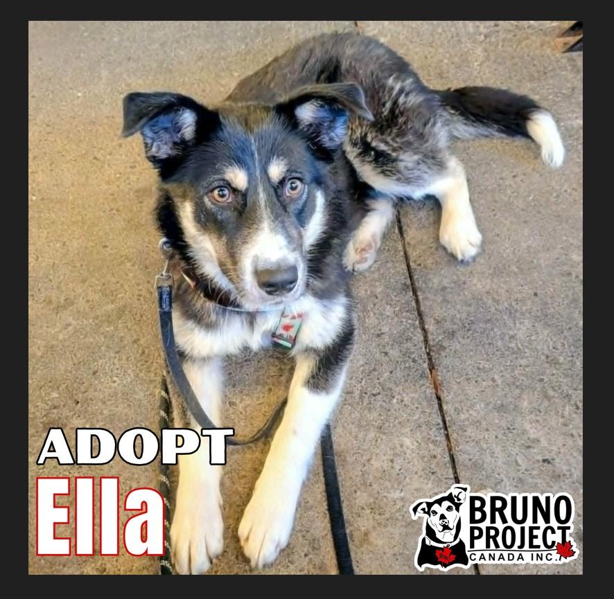 Ella, ADOPTABLE, Young Female Mixed Breed & Husky.
