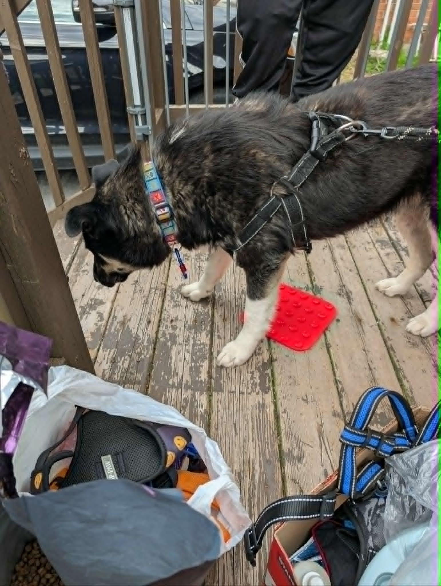 Enlarge Ella, a ADOPTABLE mixed breed in St Catharines, ON image 5/6