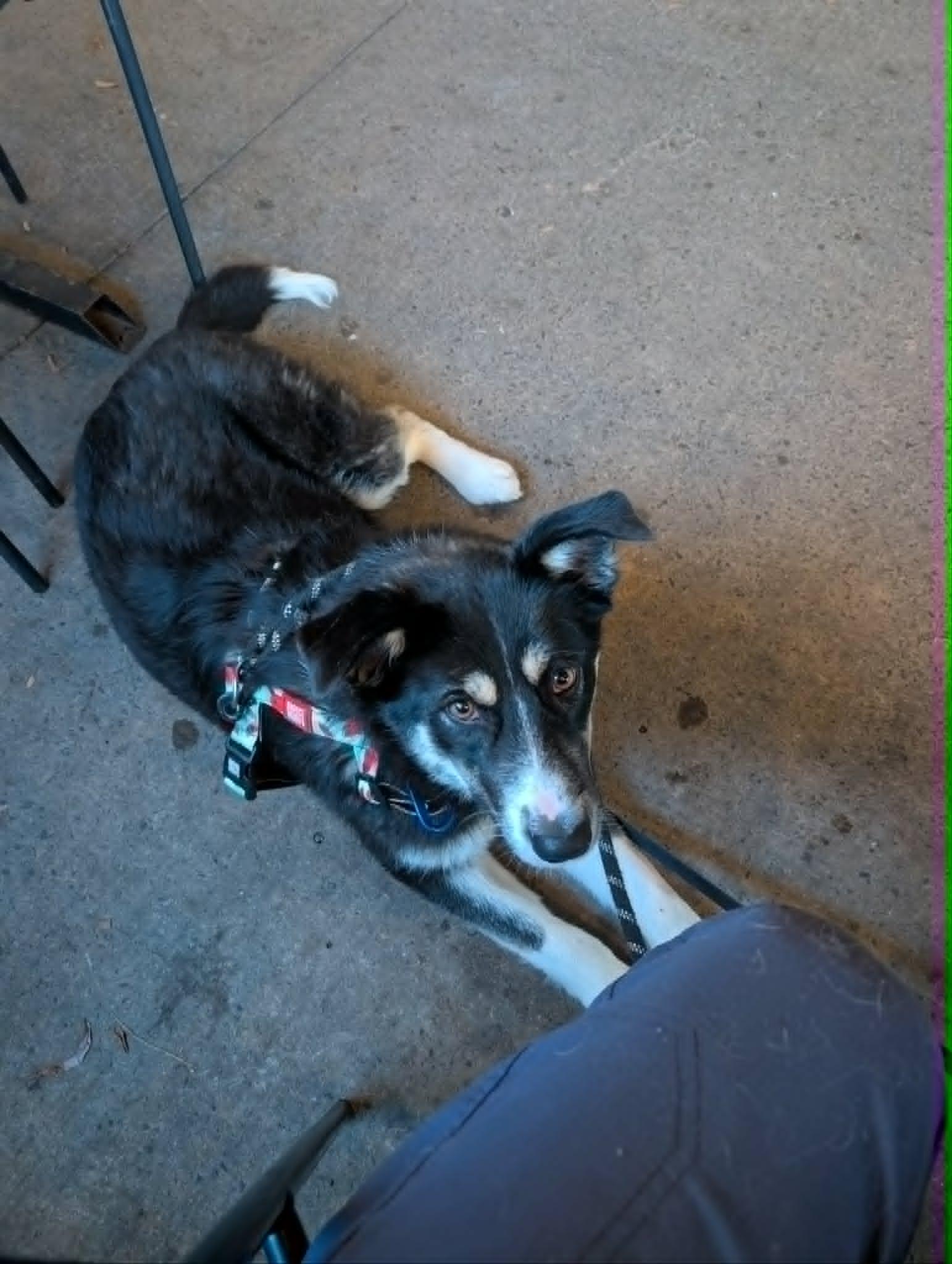 Enlarge Ella, a ADOPTABLE mixed breed in St Catharines, ON image 6/6