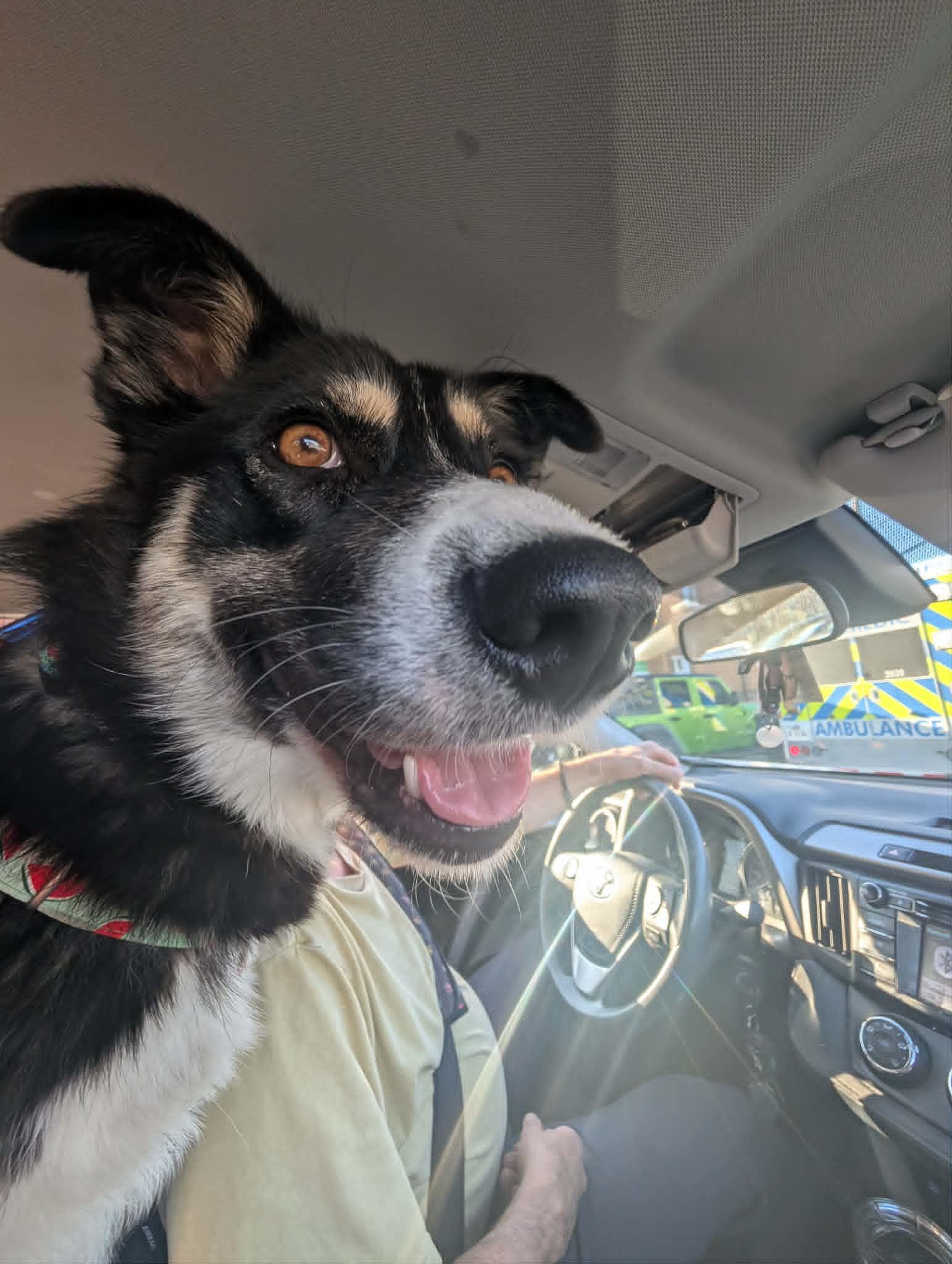 Enlarge Ella, a ADOPTABLE mixed breed in St Catharines, ON image 2/6