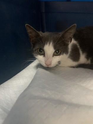 Marjorie, Adoptable, Adult Female Domestic Short Hair & Domestic Short Hair.