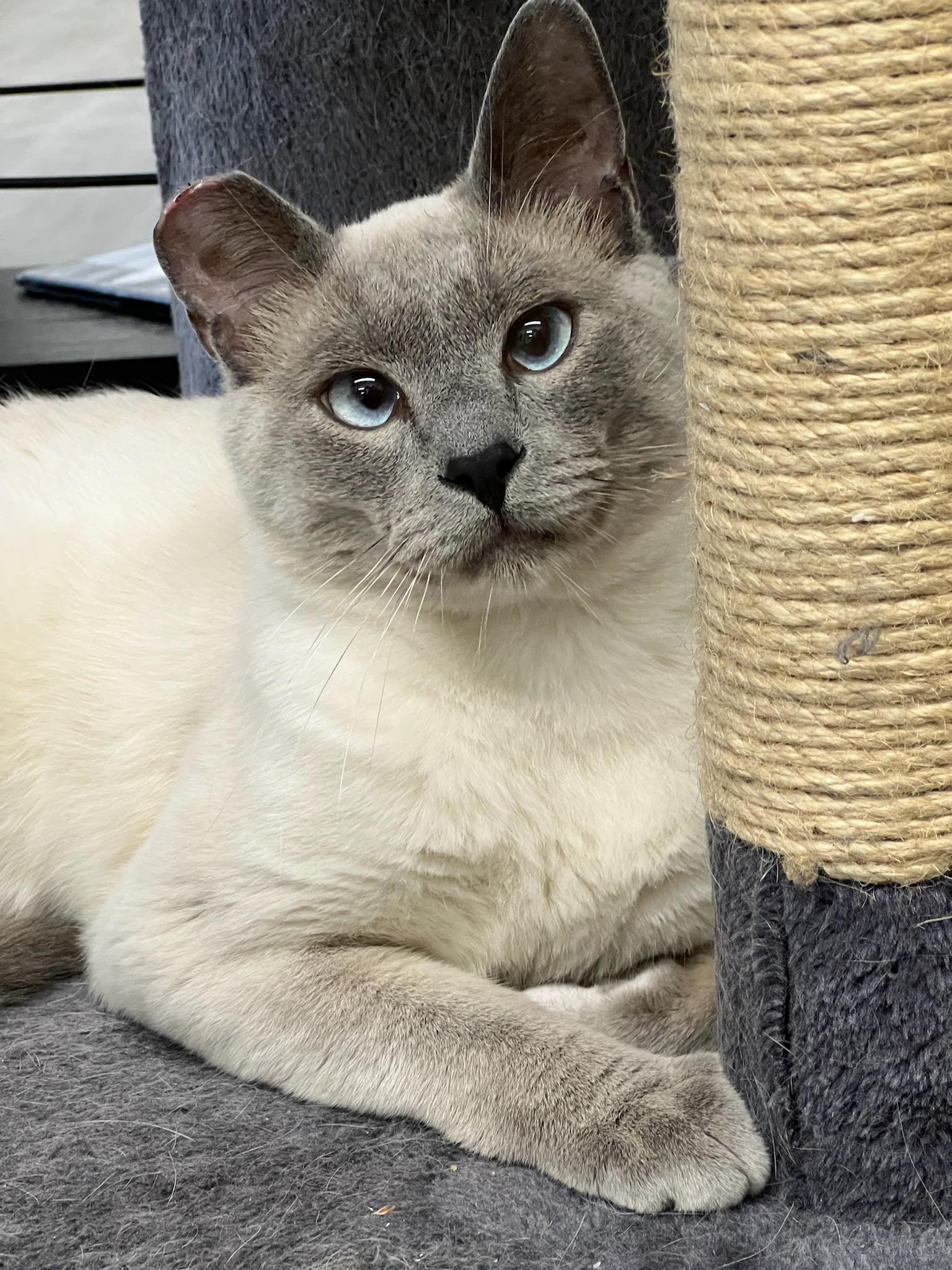 Enlarge Blue (Bonded to Olaf), a ADOPTABLE Domestic Long Hair in Renton , WA image 1/6