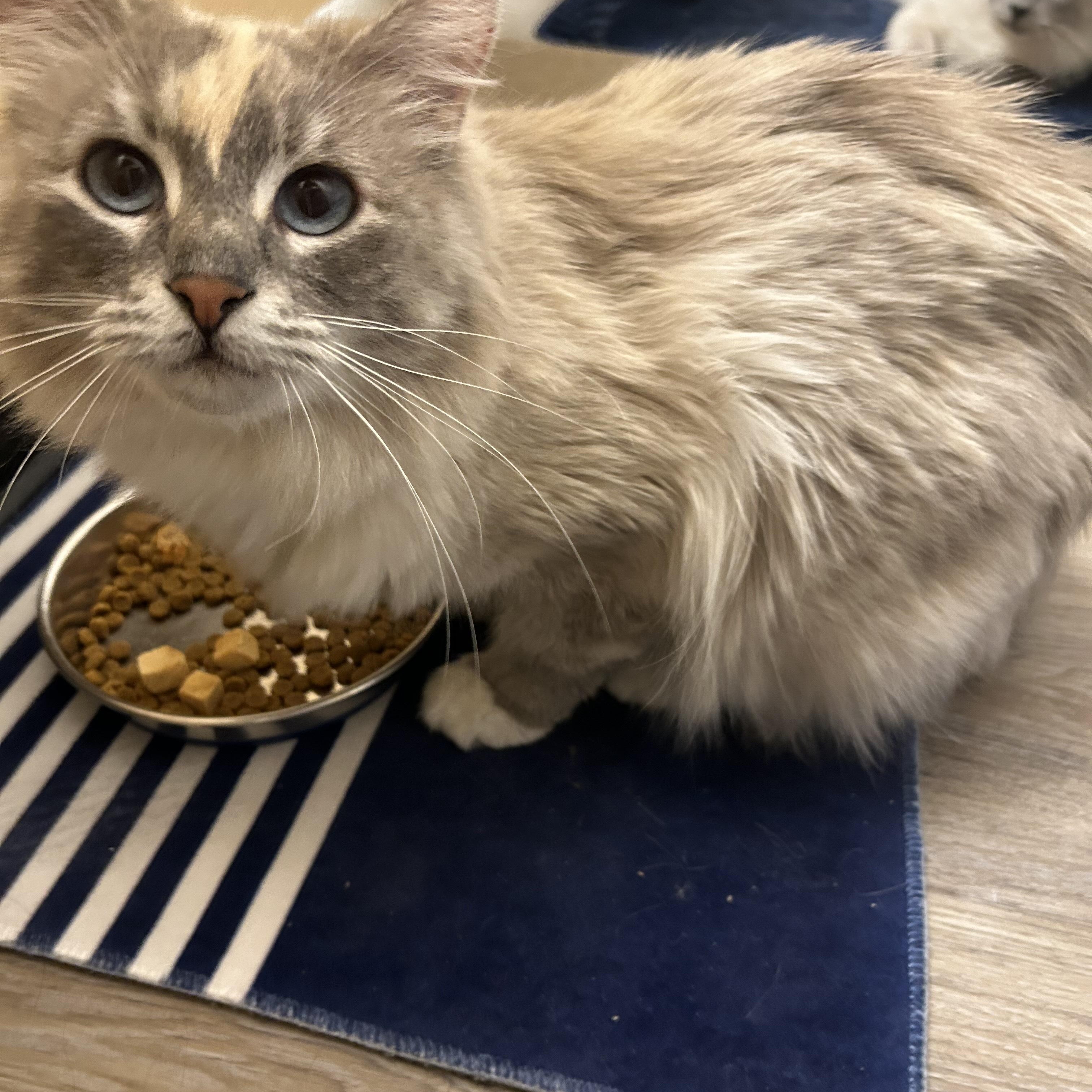 Blue (Bonded to Olaf), ADOPTABLE, Young Female Domestic Long Hair.