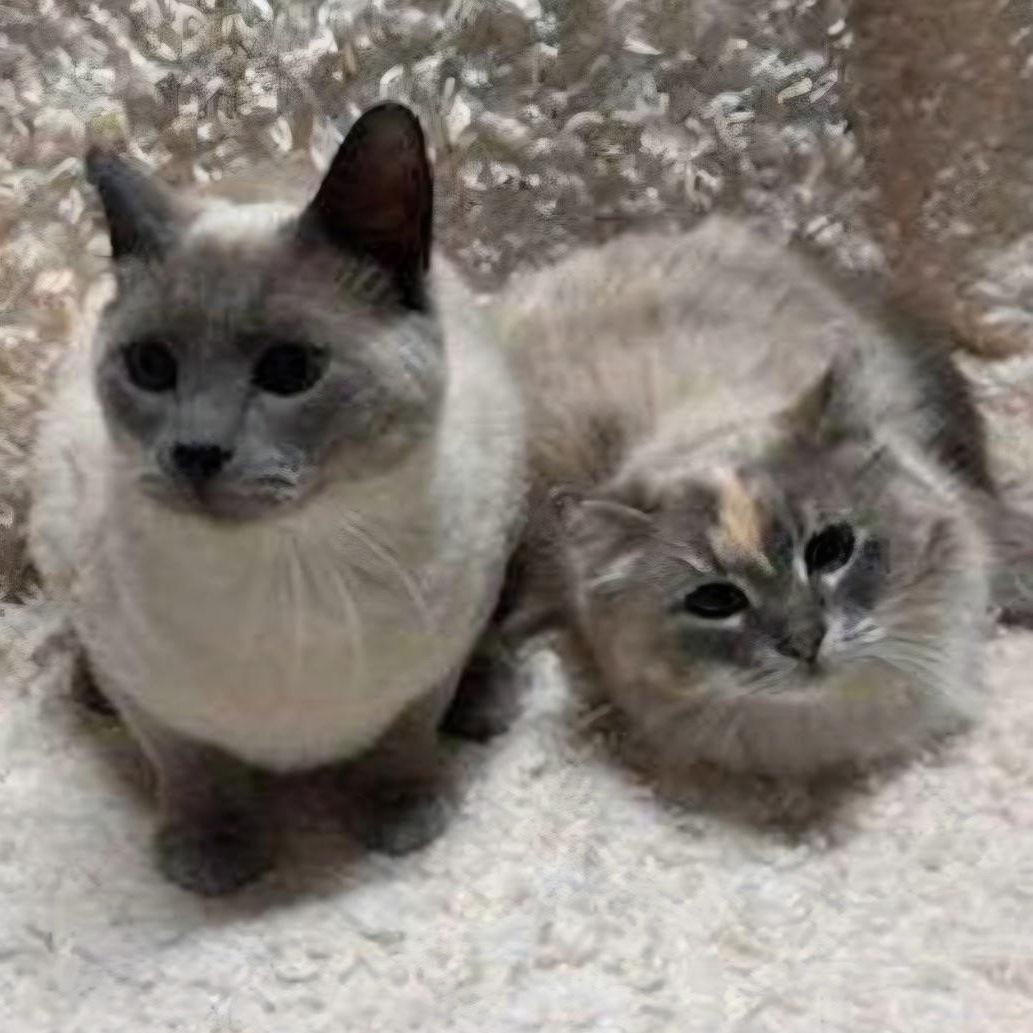 Enlarge Blue (Bonded to Olaf), a ADOPTABLE Domestic Long Hair in Renton , WA image 5/6