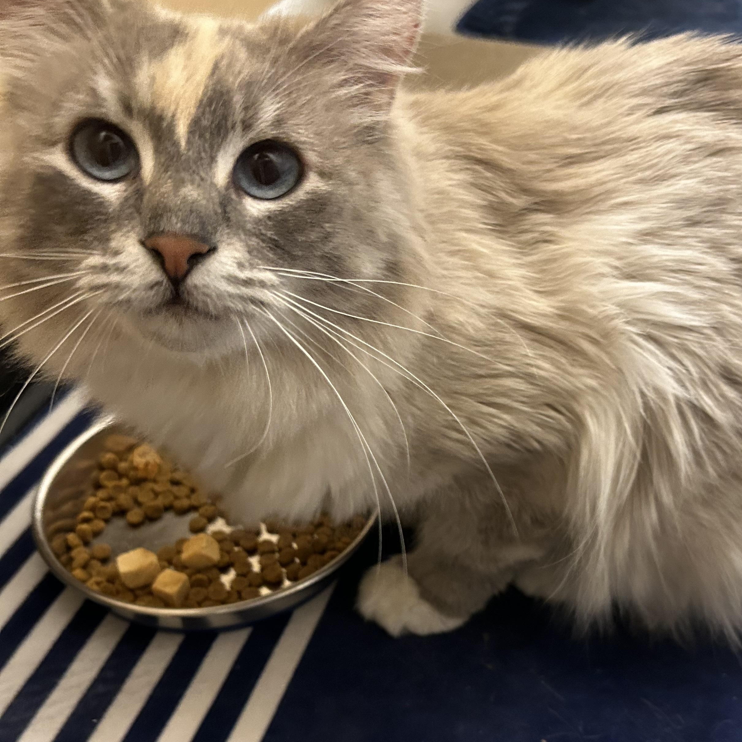 Blue (Bonded to Olaf), an adopted Domestic Long Hair in Renton , WA image 1/6
