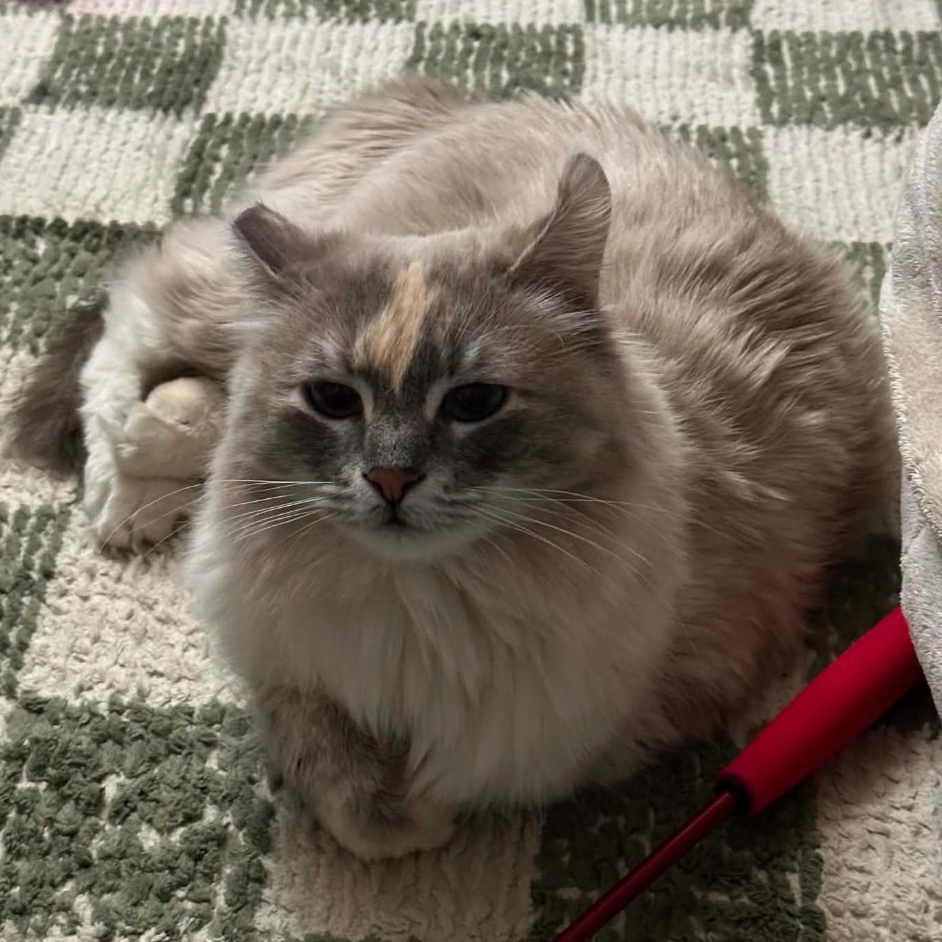 Blue (Bonded to Olaf), an adopted Domestic Long Hair in Renton , WA image 3/6