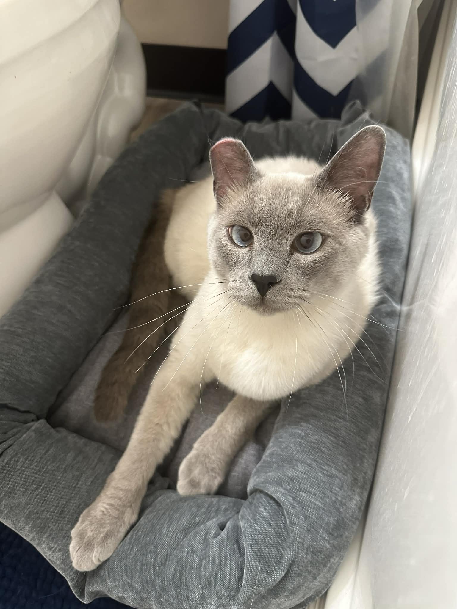 Enlarge Blue (Bonded to Olaf), a ADOPTABLE Domestic Long Hair in Renton , WA image 3/6