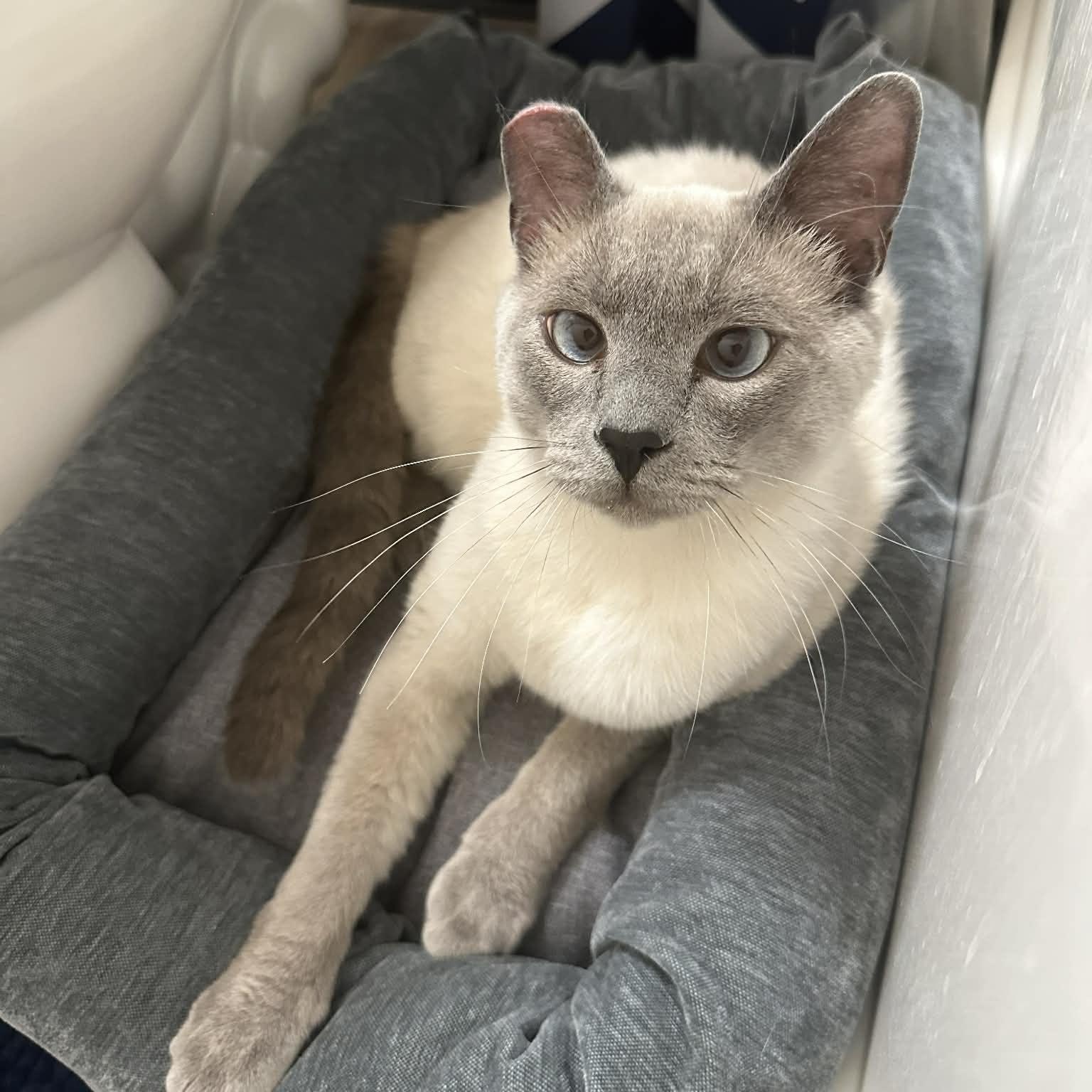 Enlarge Blue (Bonded to Olaf), a ADOPTABLE Domestic Long Hair in Renton , WA image 6/6