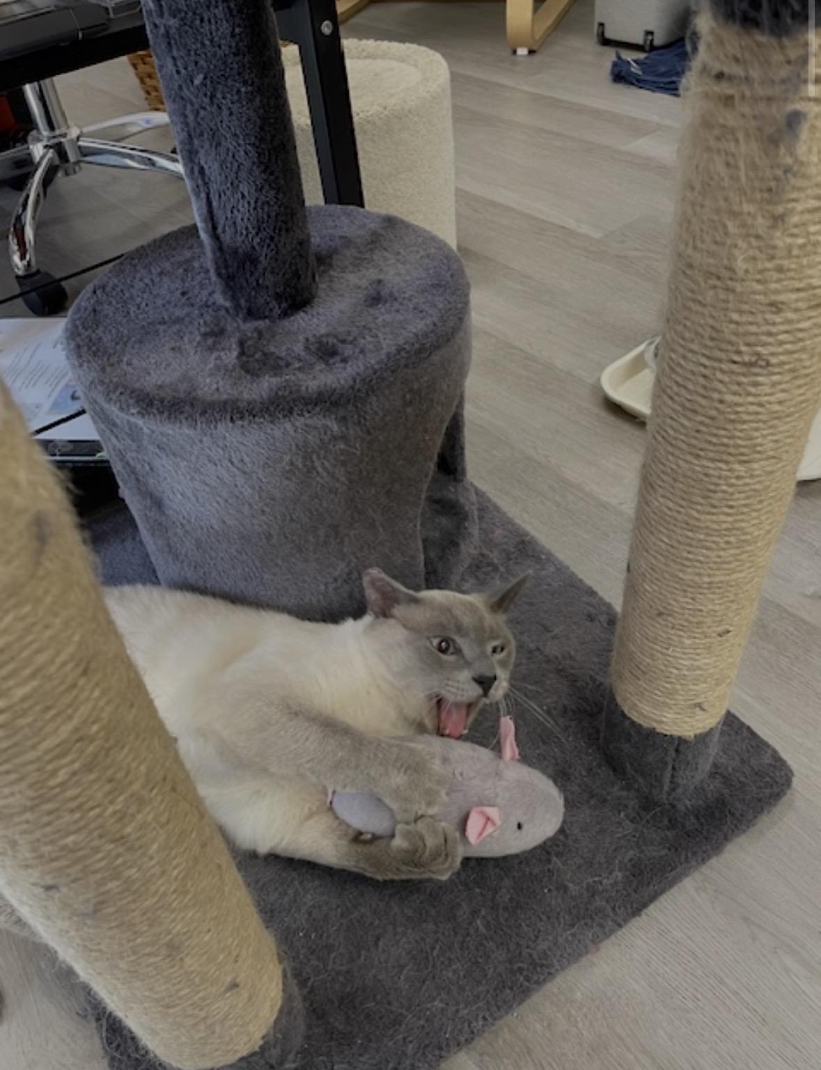 Enlarge Blue (Bonded to Olaf), a ADOPTABLE Domestic Long Hair in Renton , WA image 4/6