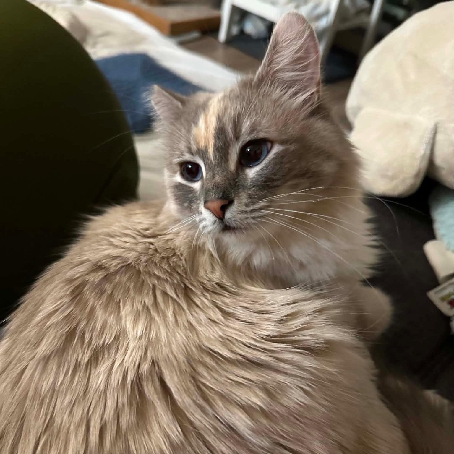 Blue (Bonded to Olaf), an adopted Domestic Long Hair in Renton , WA image 6/6