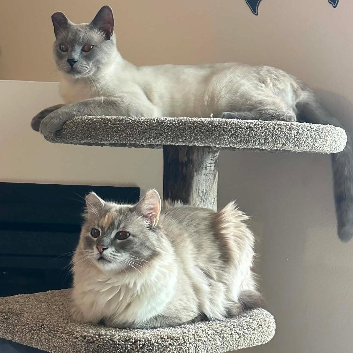Blue (Bonded to Olaf), an adopted Domestic Long Hair in Renton , WA image 5/6