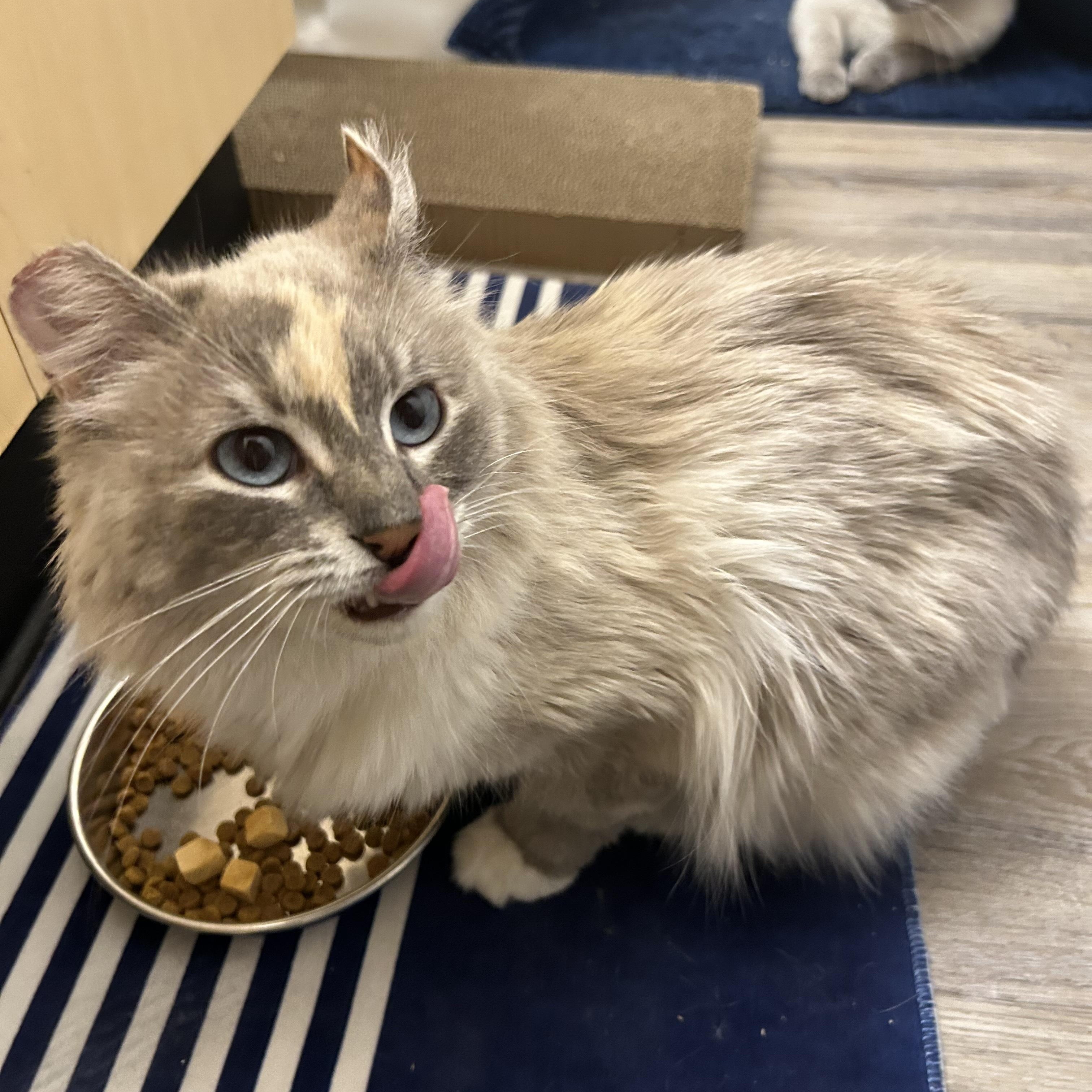 Blue (Bonded to Olaf), an adopted Domestic Long Hair in Renton , WA image 4/6