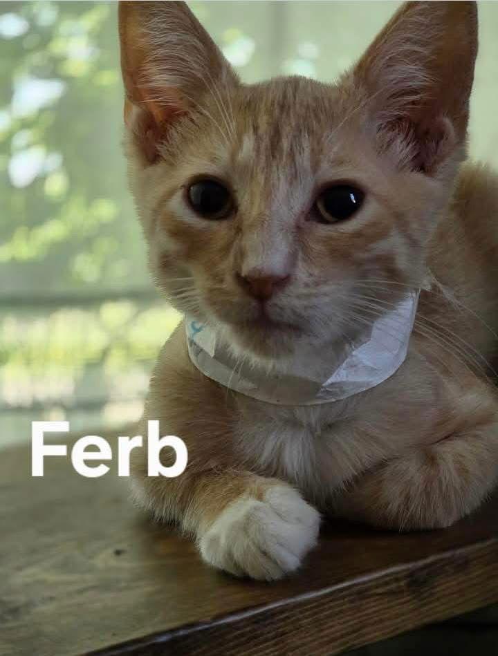 Ferb, Adoptable, Young Male Domestic Short Hair.