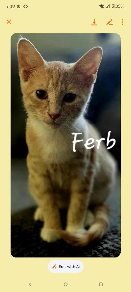 Enlarge Ferb, a Adoptable Domestic Short Hair in Cromwell, KY image 3/3