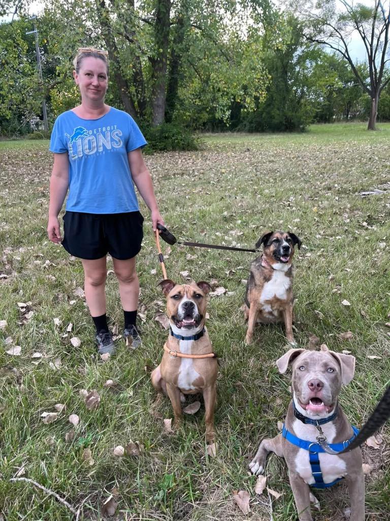Banana Pudding, Adoptable, Young Male Boxer & Mixed Breed.