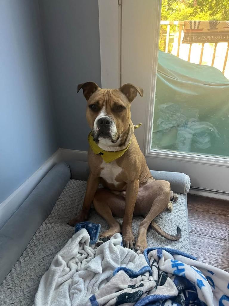 Enlarge Banana Pudding, a Adoptable mixed breed in Detroit, MI image 3/6