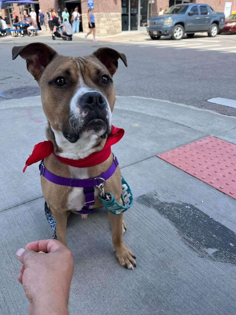 Enlarge Banana Pudding, a Adoptable mixed breed in Detroit, MI image 4/6