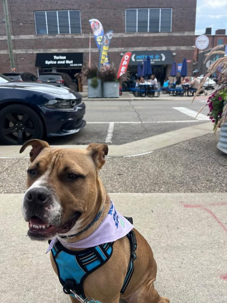 Enlarge Banana Pudding, a Adoptable mixed breed in Detroit, MI image 5/6