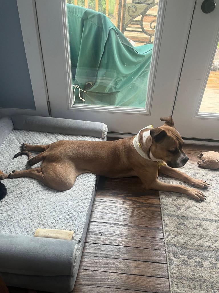 Enlarge Banana Pudding, a Adoptable mixed breed in Detroit, MI image 6/6