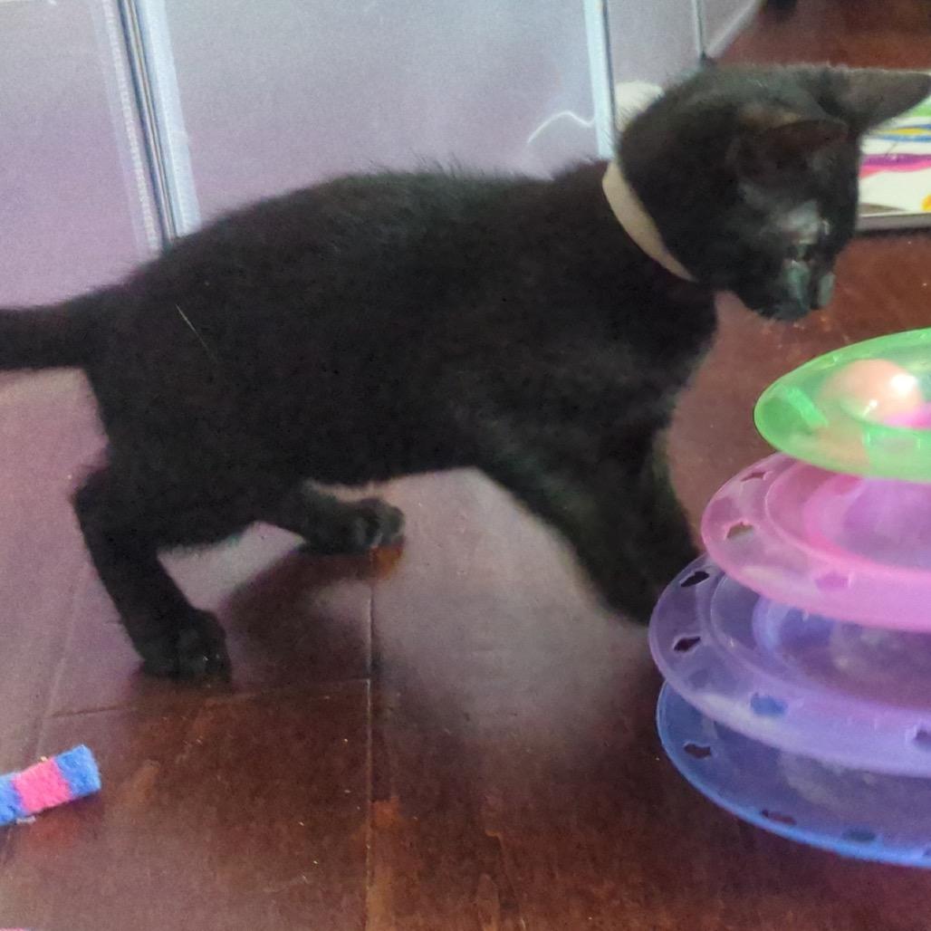 Ninh Binh, Adoptable, Young Male Domestic Short Hair.