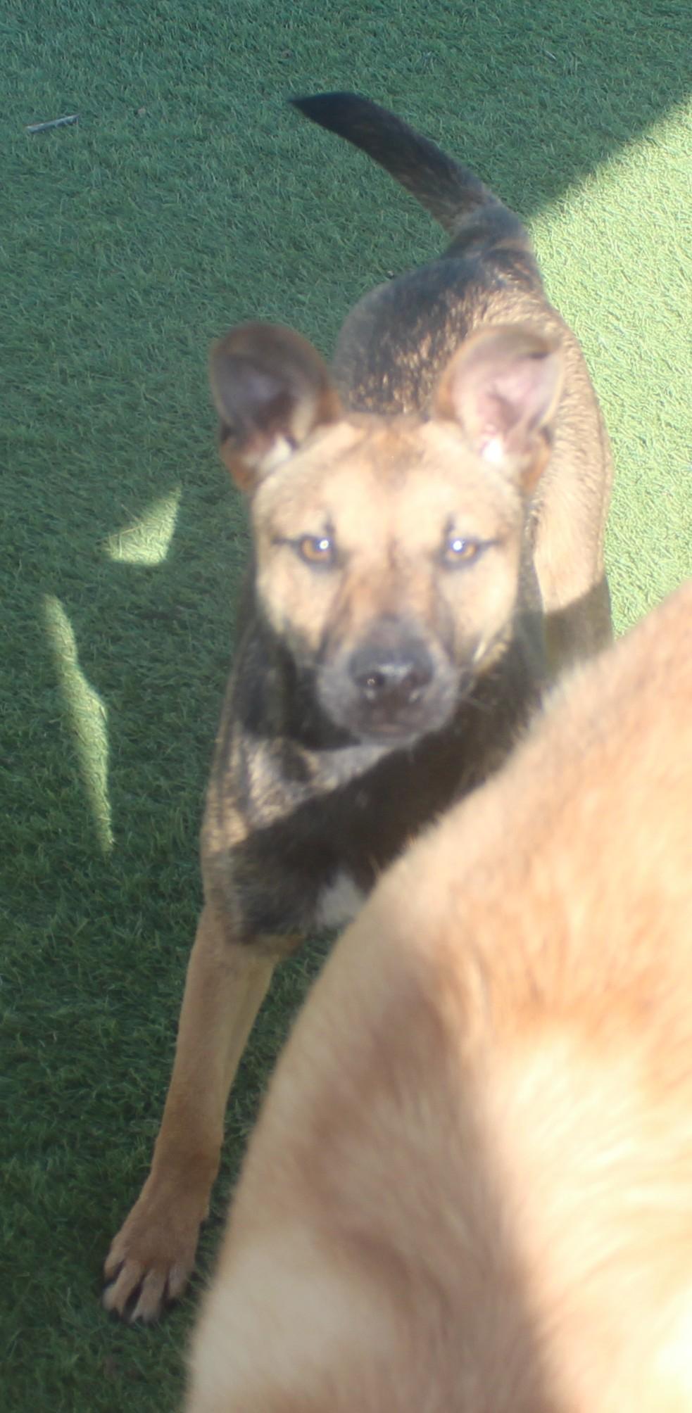 NALA , a Adoptable mixed breed in Wasco, CA image 5/6