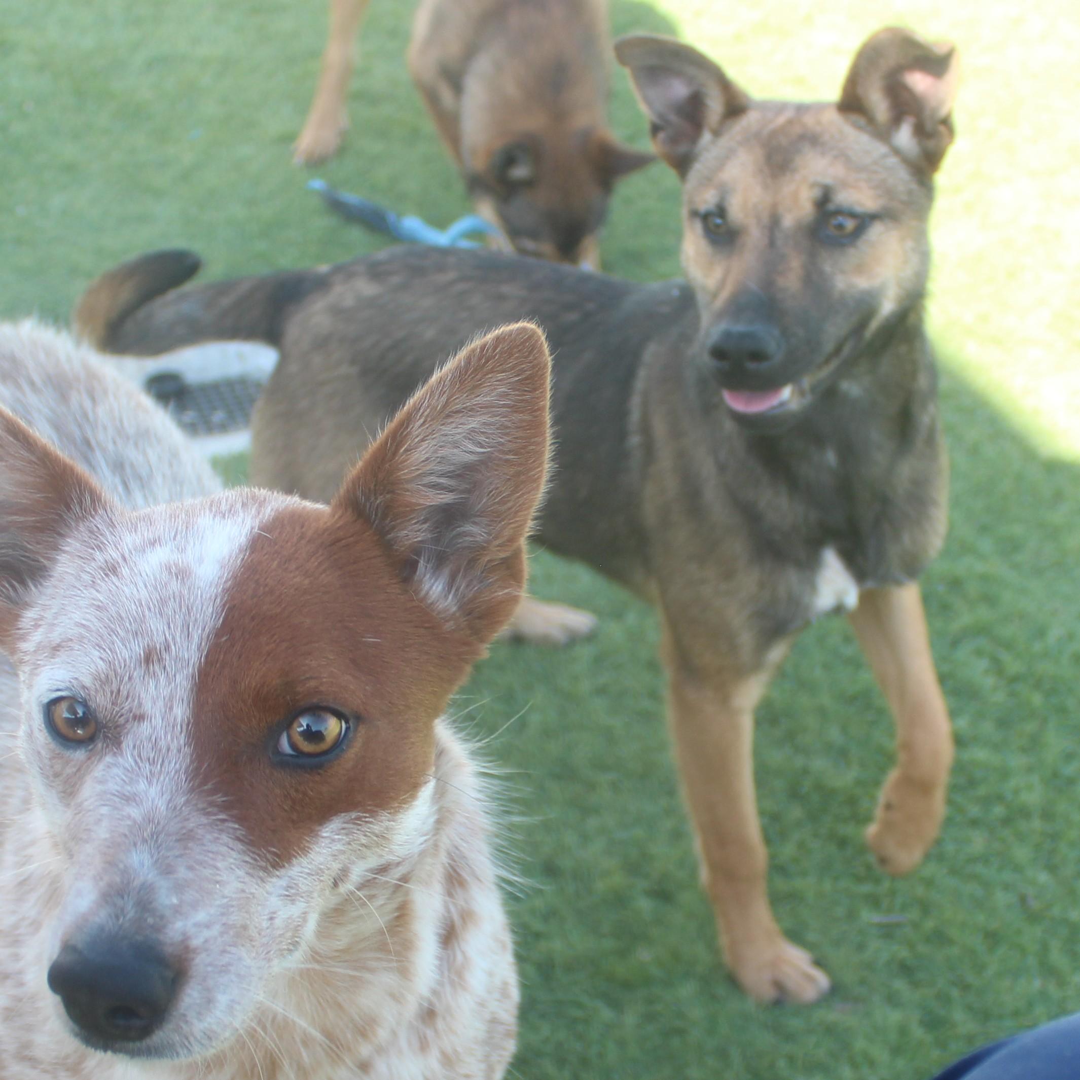 NALA , a Adoptable mixed breed in Wasco, CA image 4/6