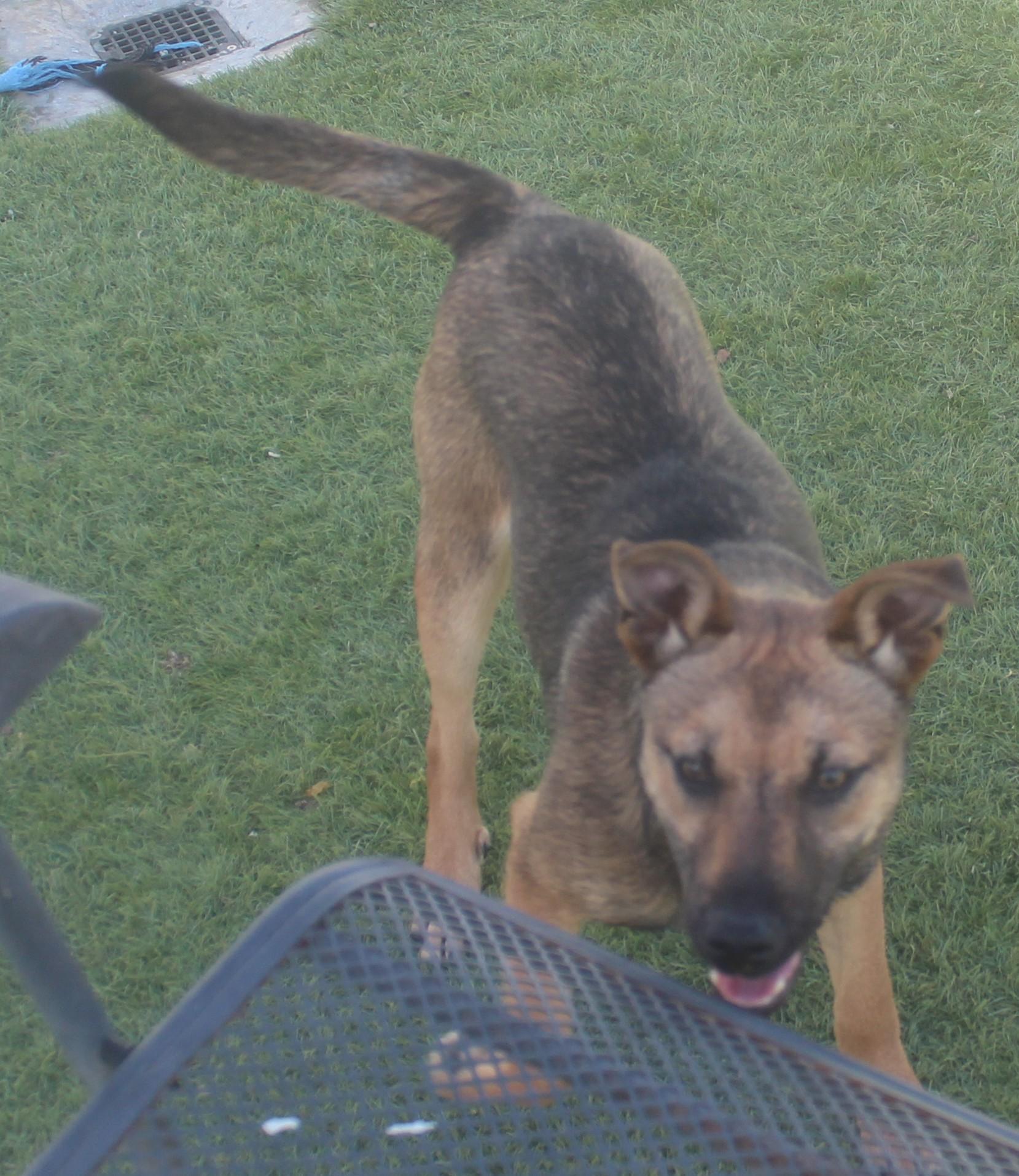 NALA , a Adoptable mixed breed in Wasco, CA image 2/6