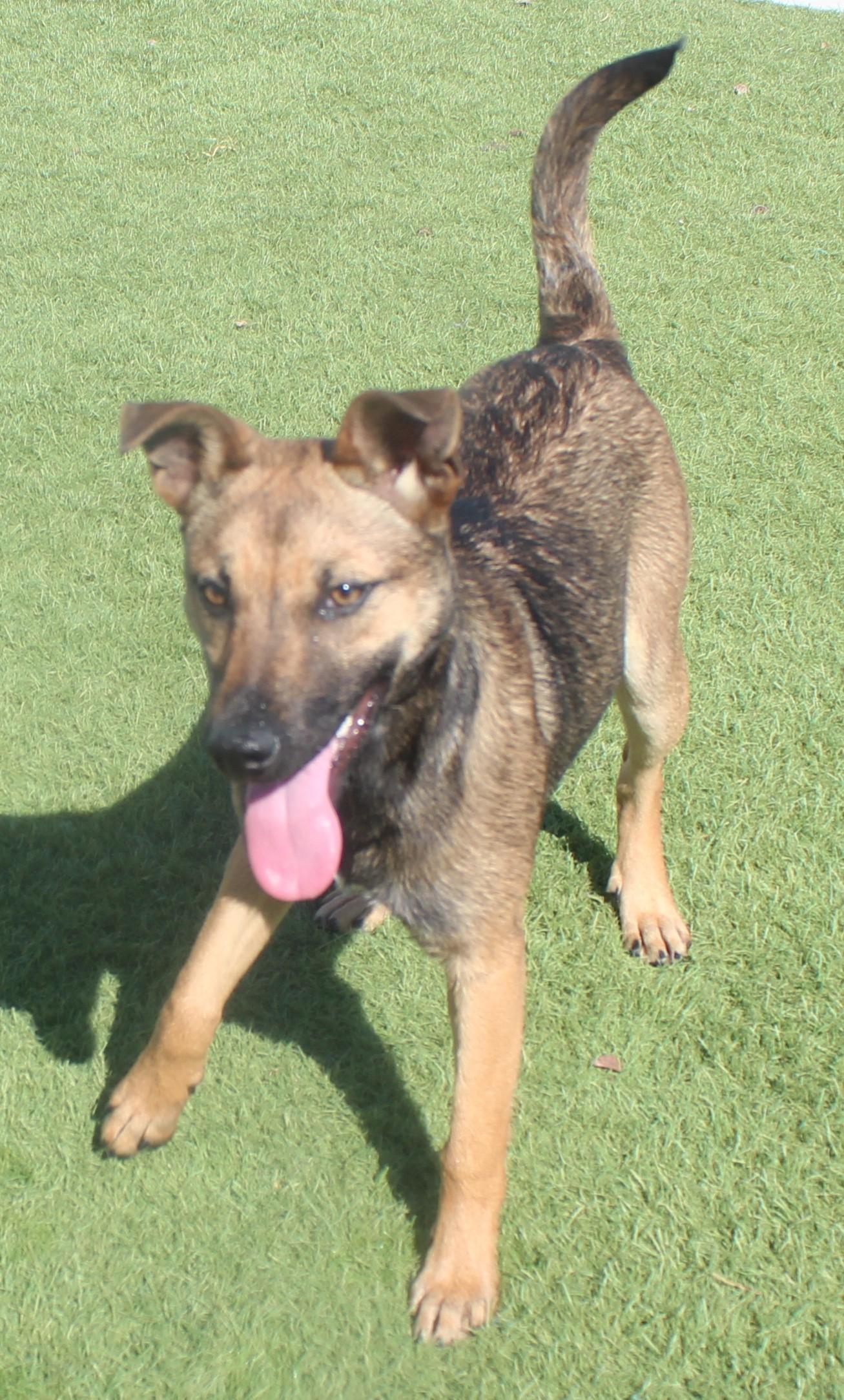 NALA , a Adoptable mixed breed in Wasco, CA image 1/6
