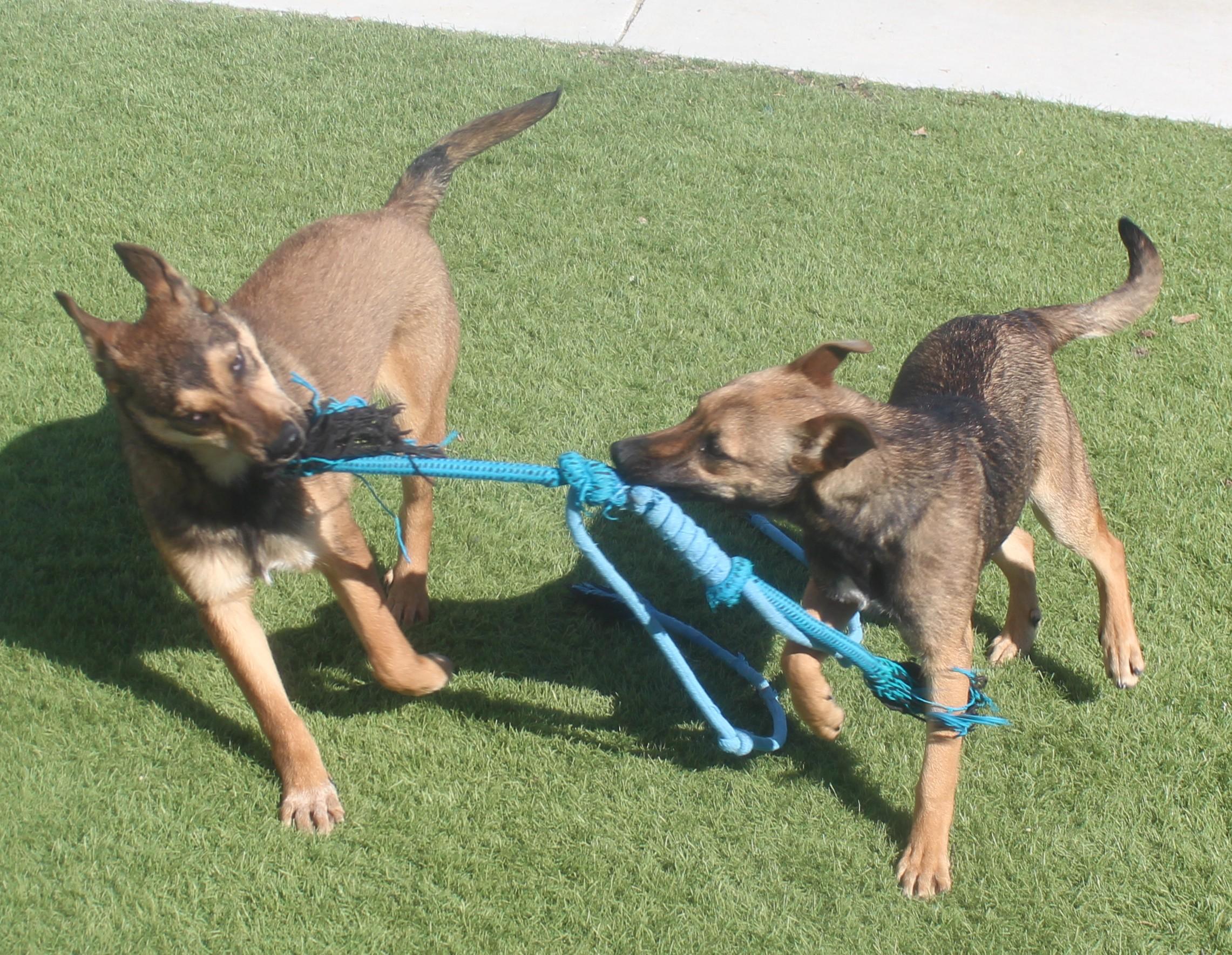NALA , a Adoptable mixed breed in Wasco, CA image 3/6