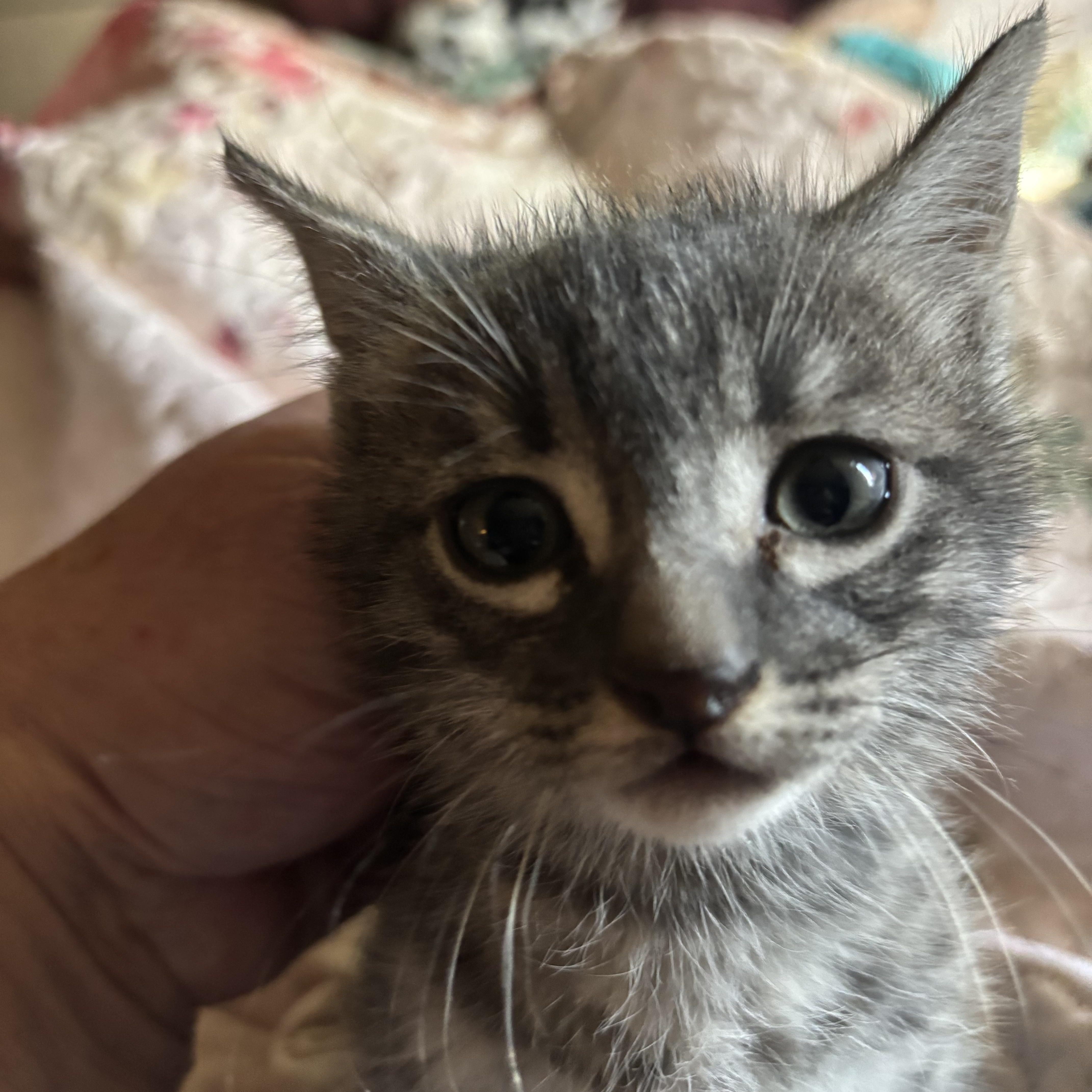 Enlarge Mick, an adopted mixed breed in Lancaster, CA image 3/4