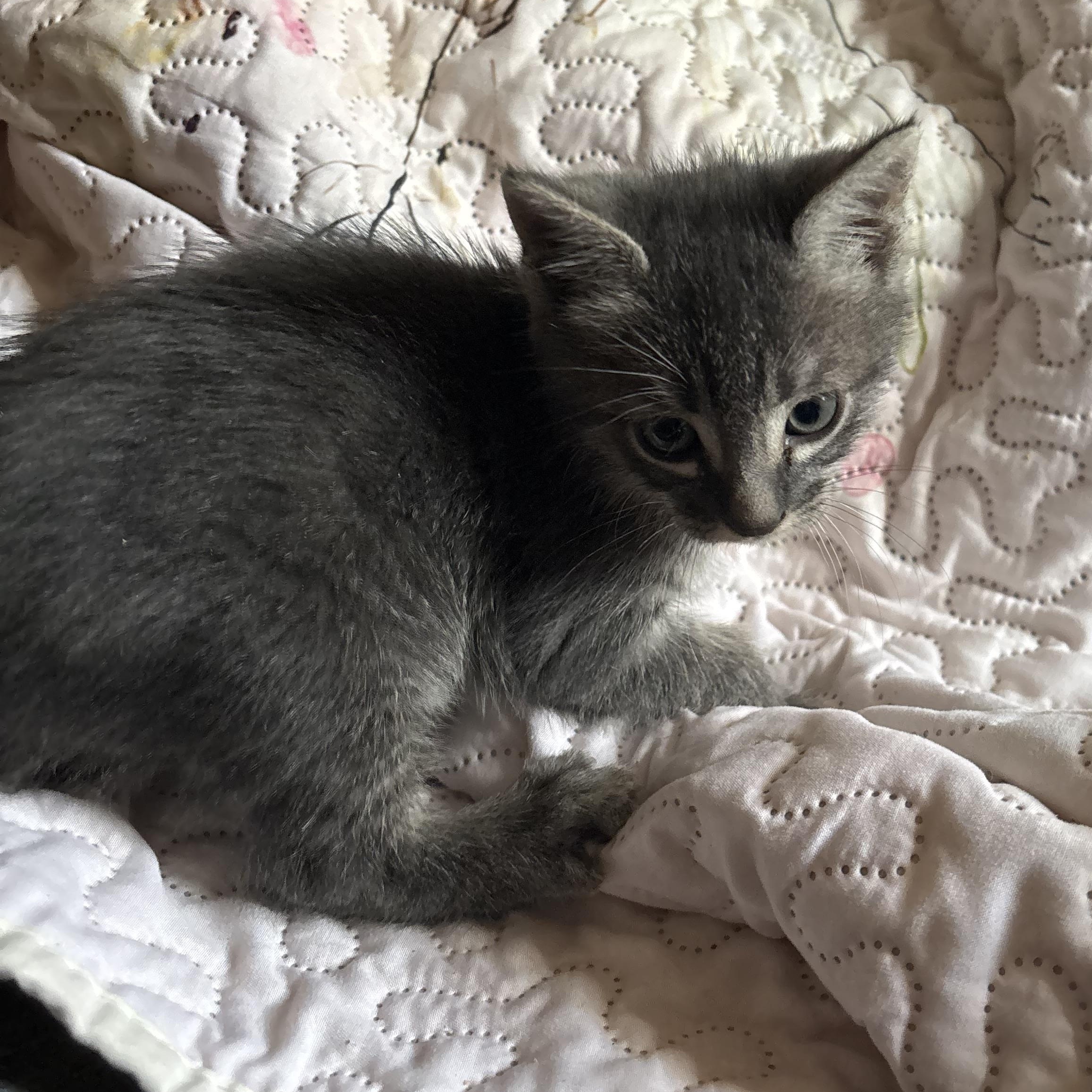 Enlarge Mick, an adopted mixed breed in Lancaster, CA image 2/4