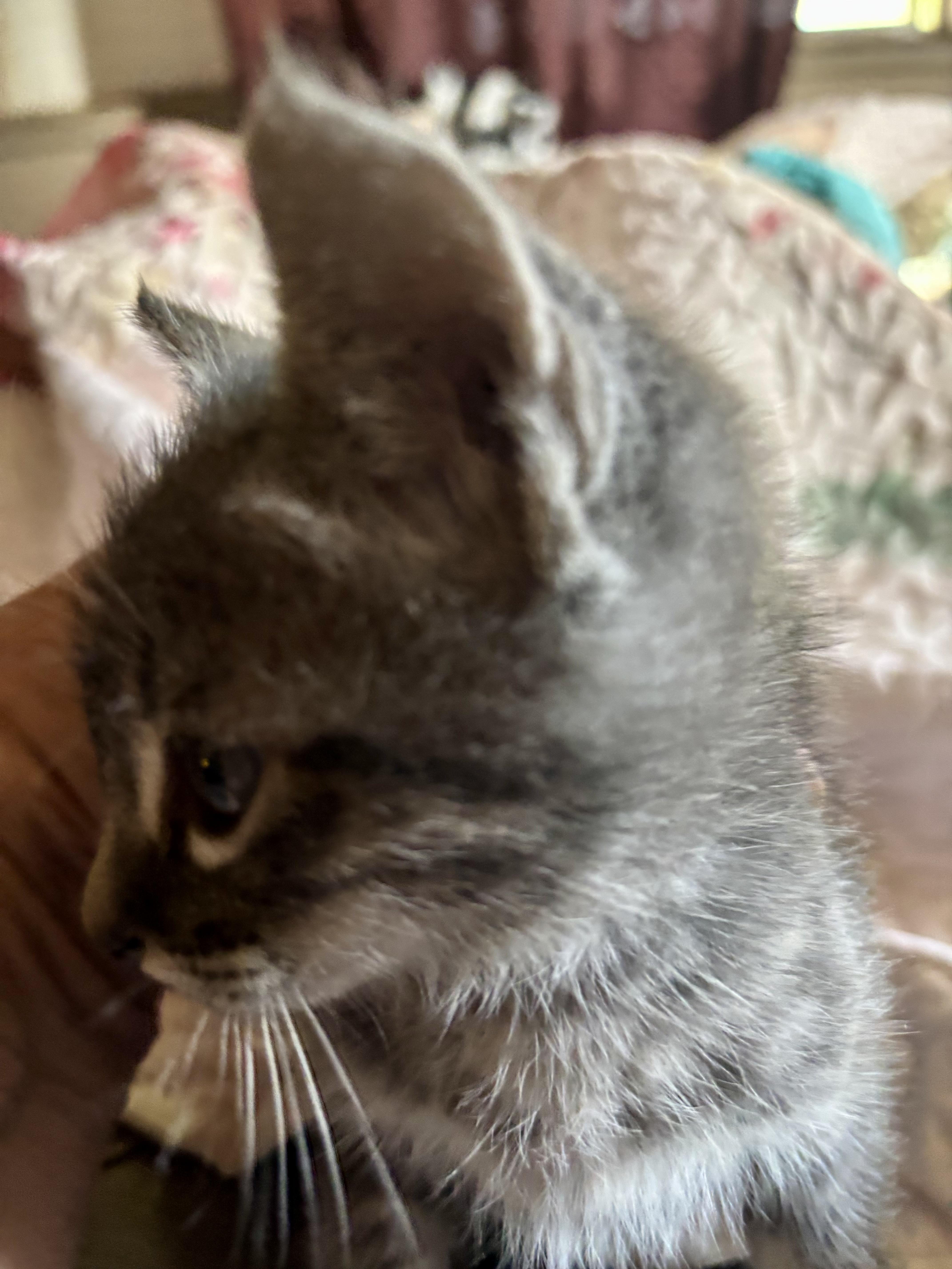 Enlarge Mick, an adopted mixed breed in Lancaster, CA image 4/4