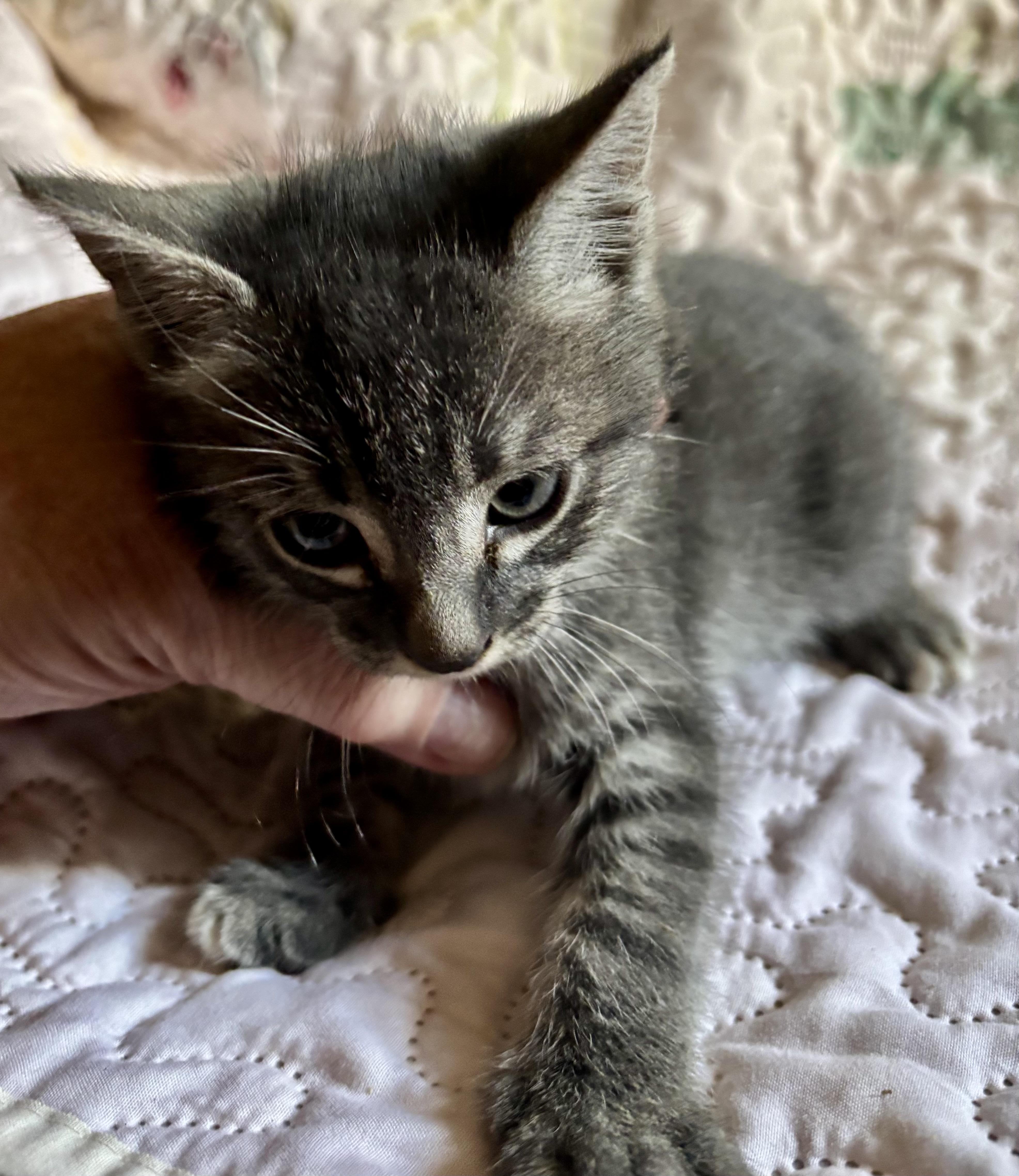 Mick, adopted, Kitten Male Egyptian Mau & Tabby.