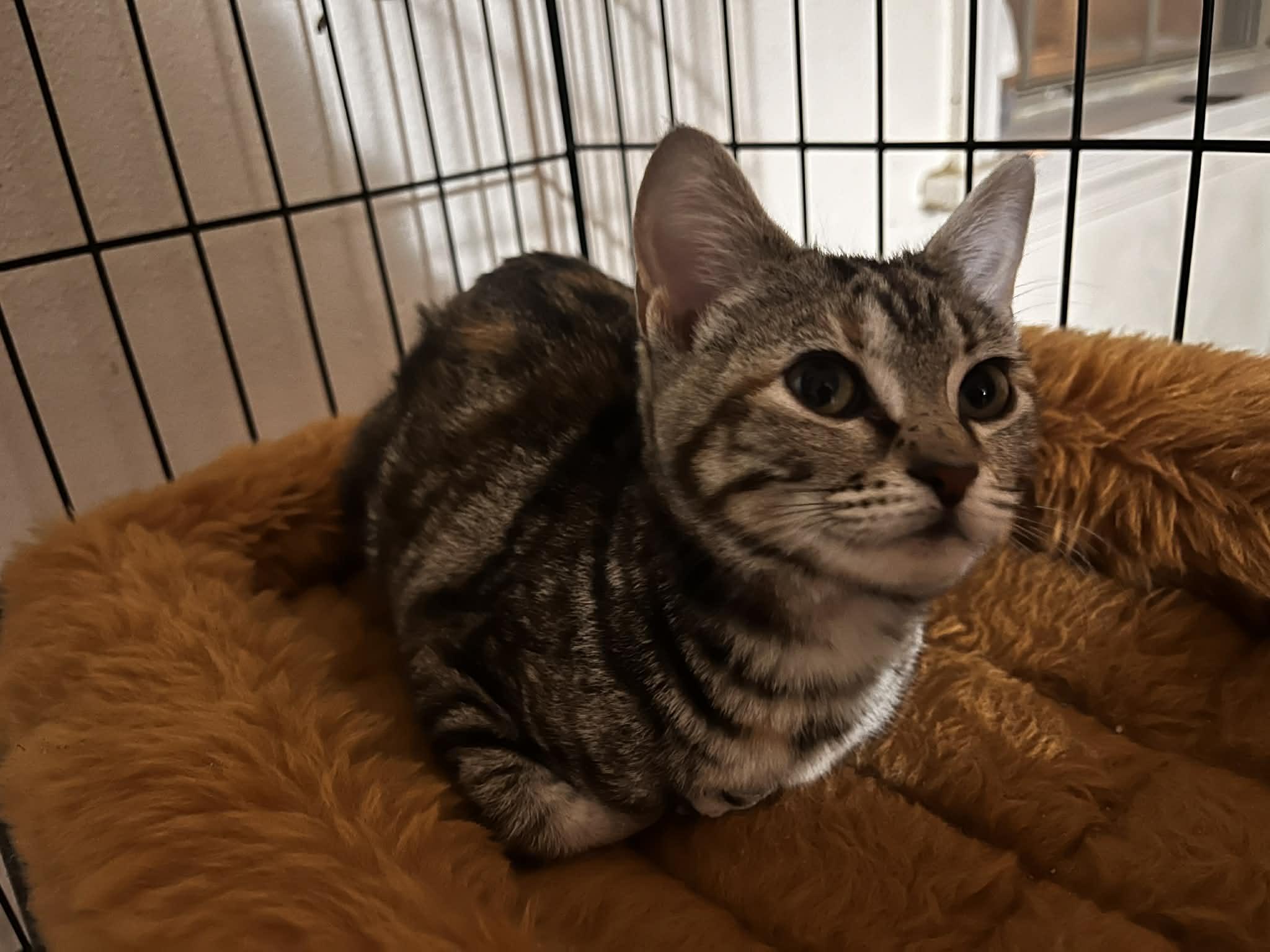 Raya, ADOPTABLE, Young Female Domestic Short Hair.