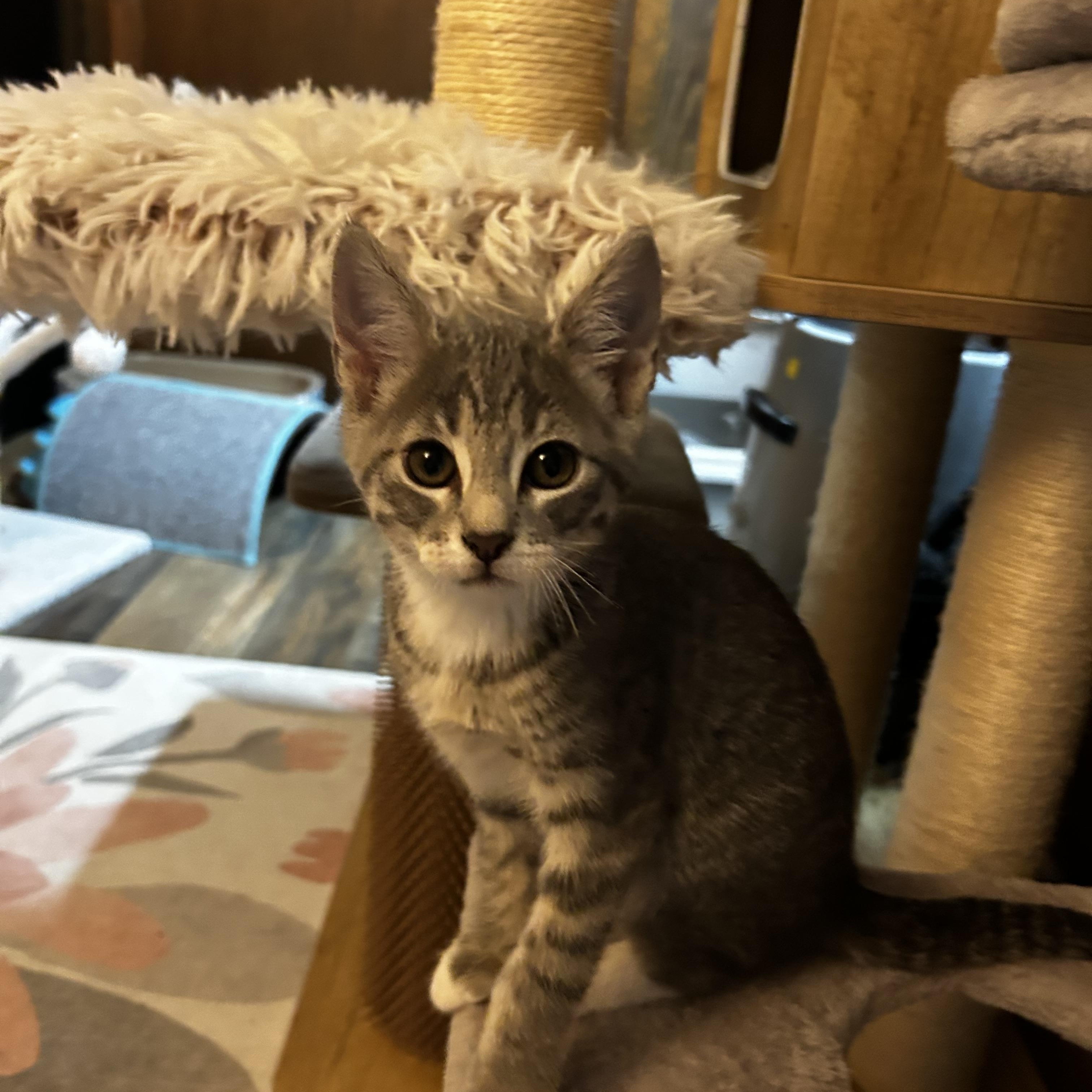 Enlarge Wren (West A), an adopted Domestic Short Hair in Warminster, PA image 2/6