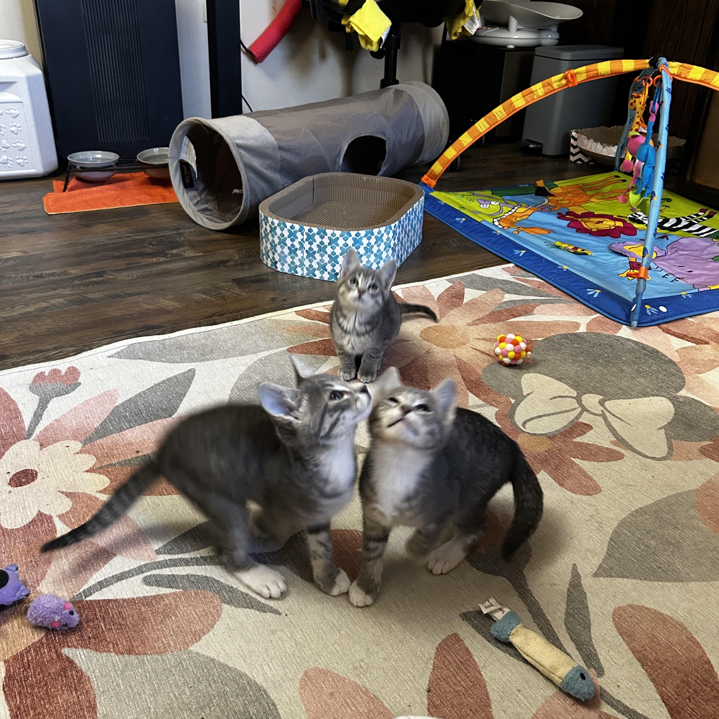 Enlarge Wren (West A), an adopted Domestic Short Hair in Warminster, PA image 5/6