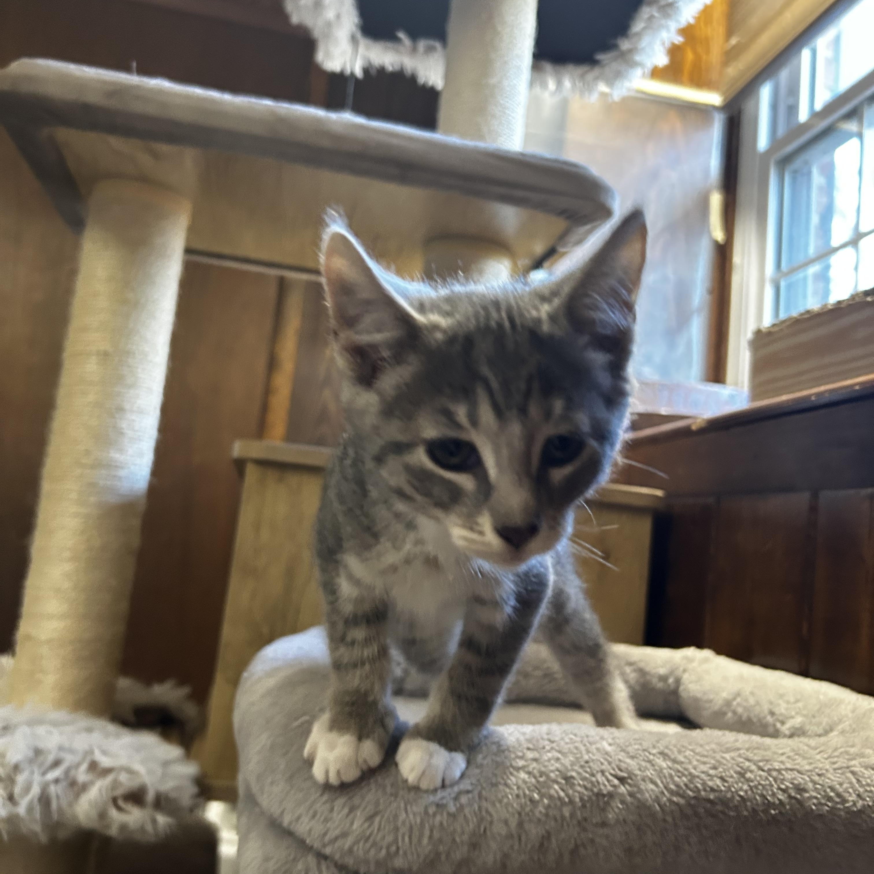 Enlarge Wren (West A), an adopted Domestic Short Hair in Warminster, PA image 4/6