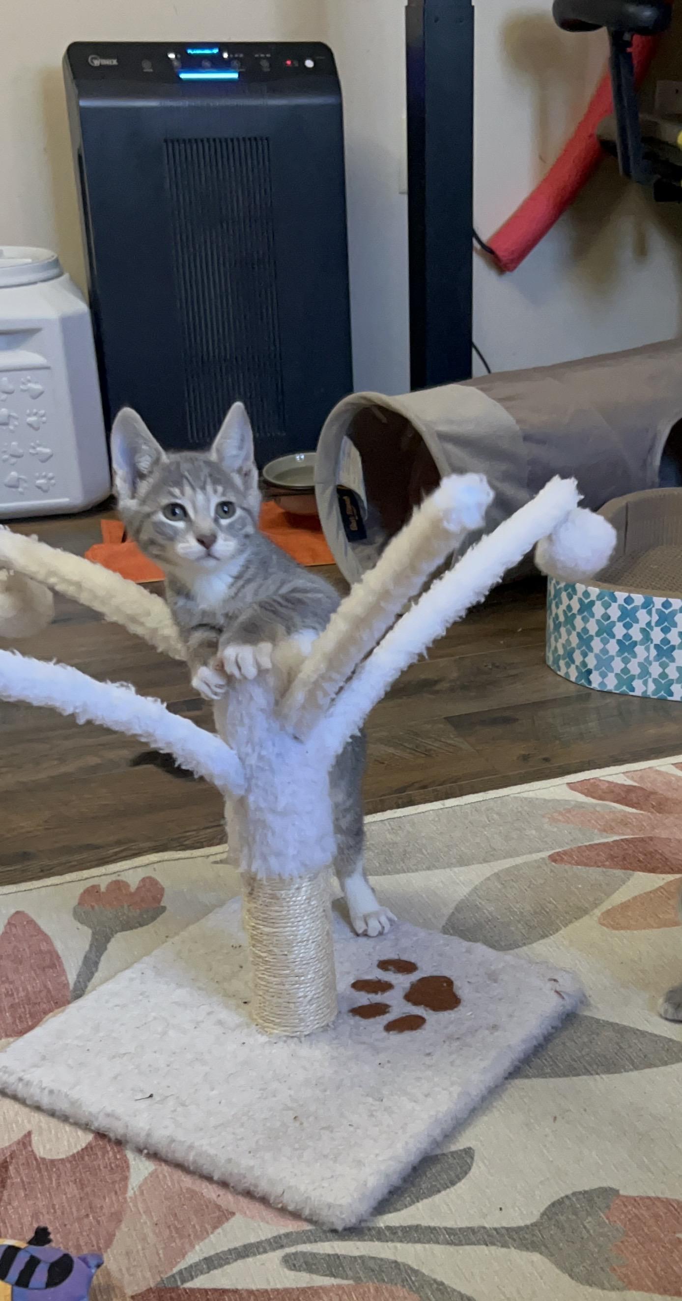 Enlarge Wren (West A), an adopted Domestic Short Hair in Warminster, PA image 3/6