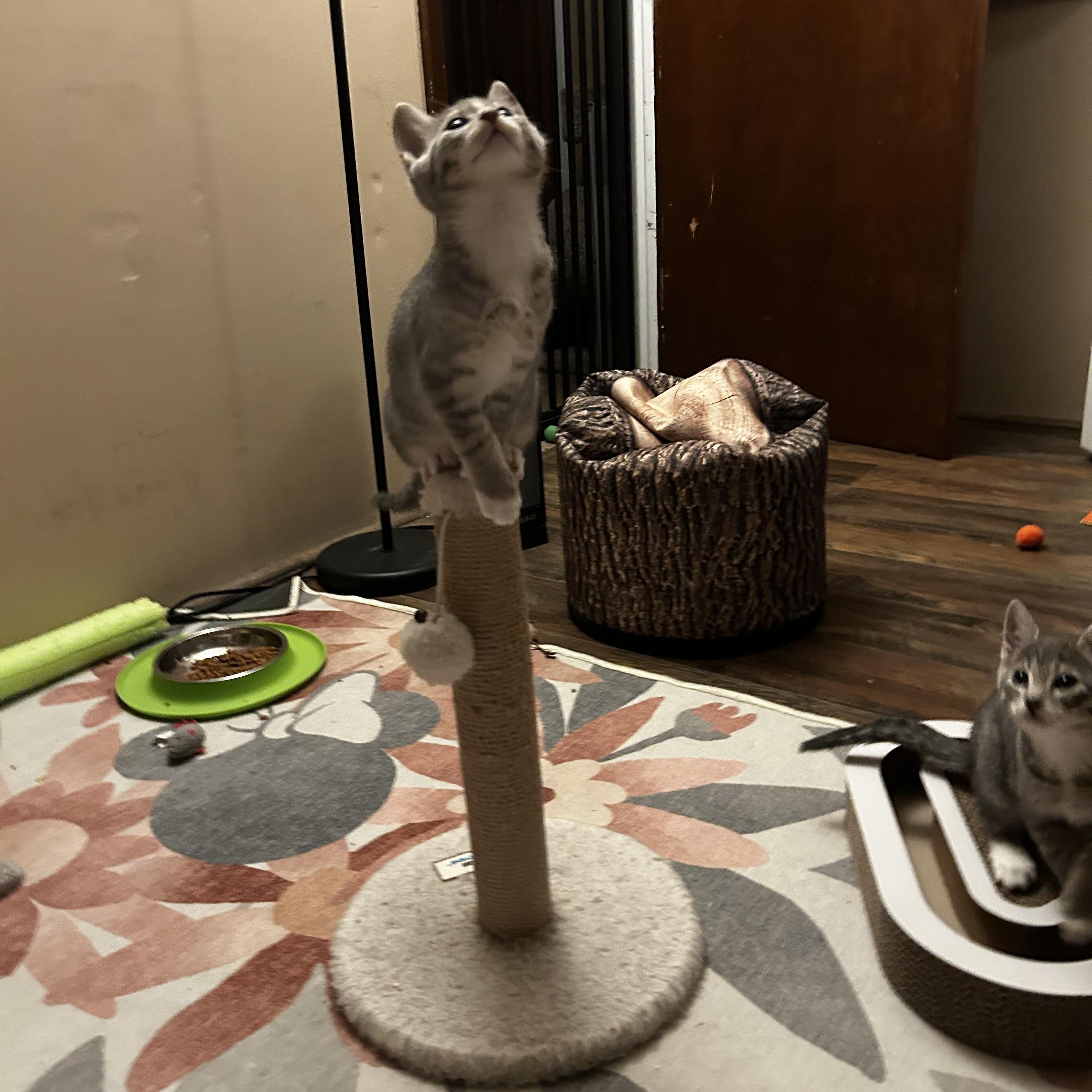 Enlarge Wren (West A), an adopted Domestic Short Hair in Warminster, PA image 6/6