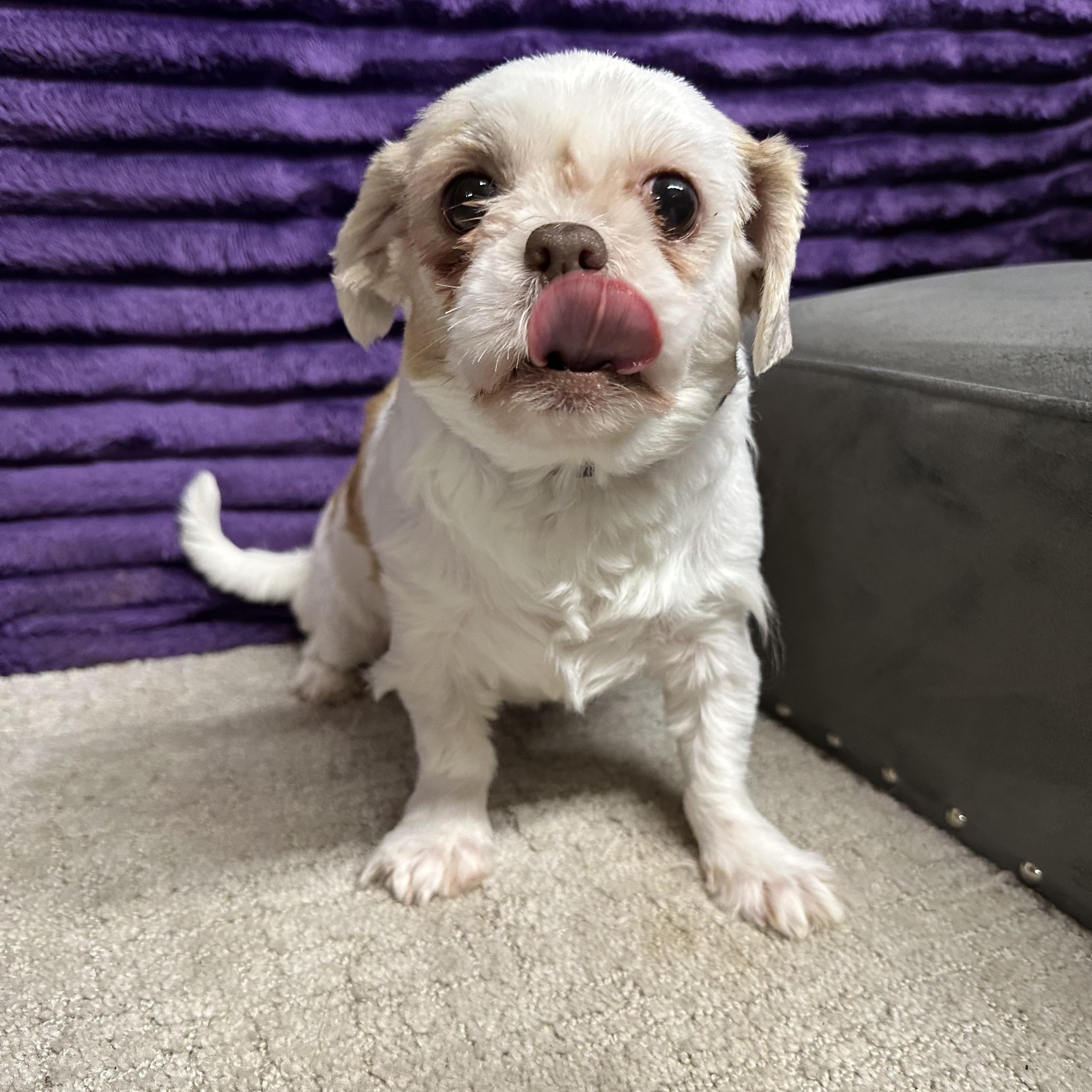 Ophelia - Foster Home Needed