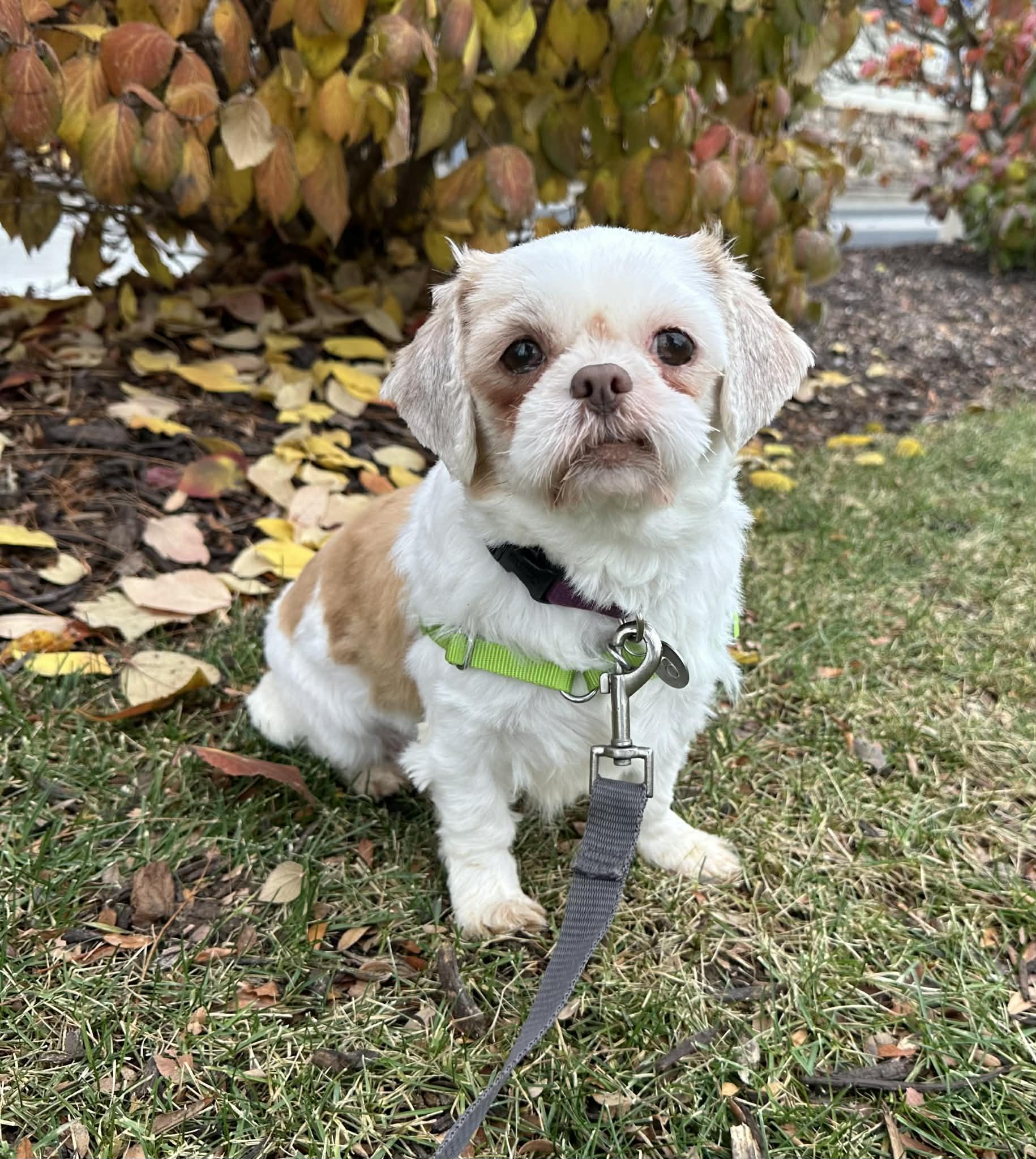 Ophelia - Foster Home Needed