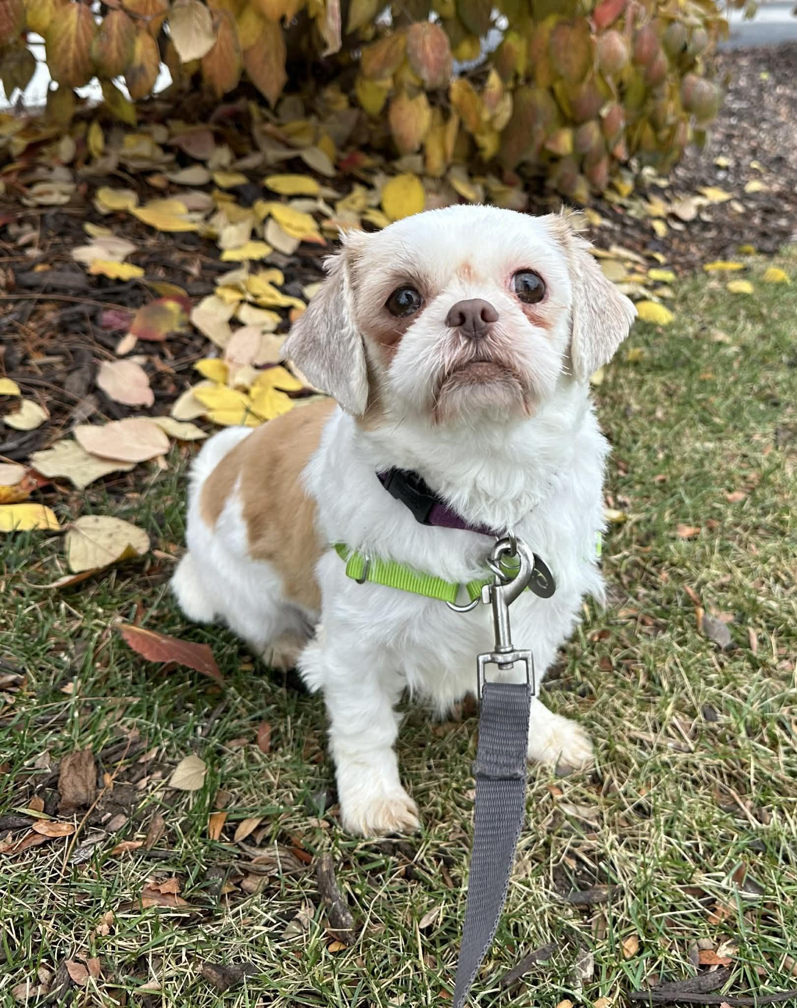 Ophelia - Foster Home Needed